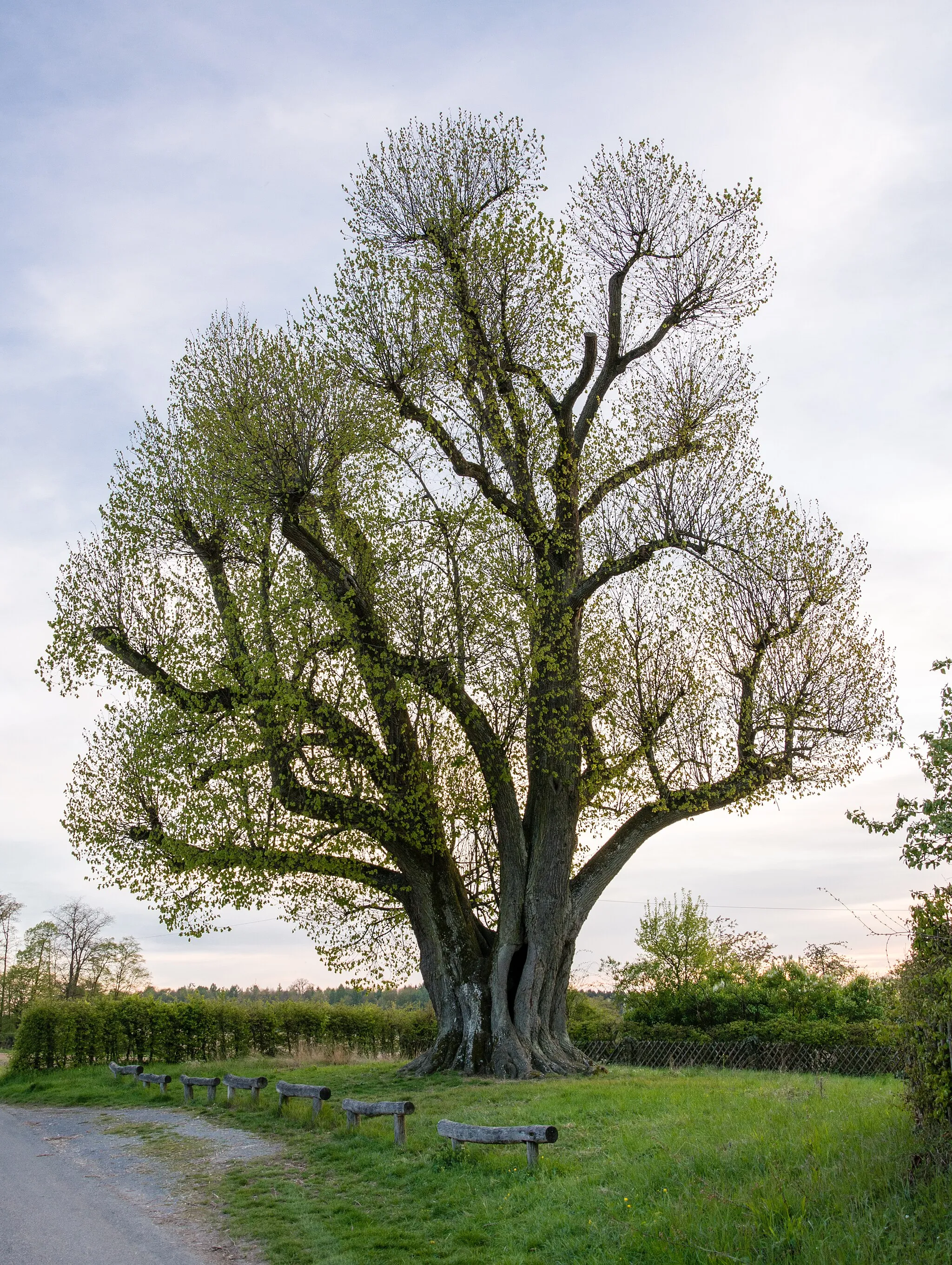 Photo showing: Natural monument Neusaßer Linde (Tilia in Neusaß, Germany) in April, 2017