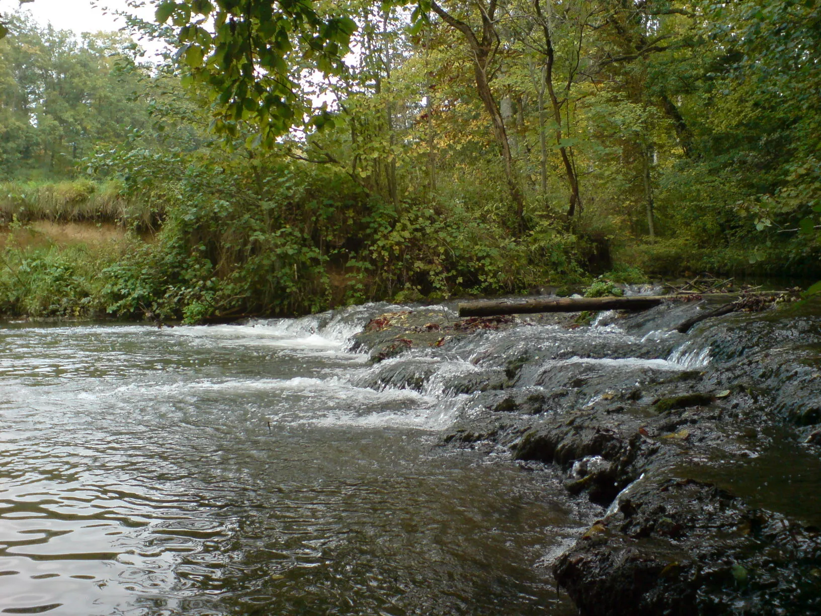 Photo showing: Der Erlenbach, einer der bedeutendsten Zuflüsse der Jagst, zwischen Aschhausen und Bieringen im Herbst bei niedriger Wasserführung.