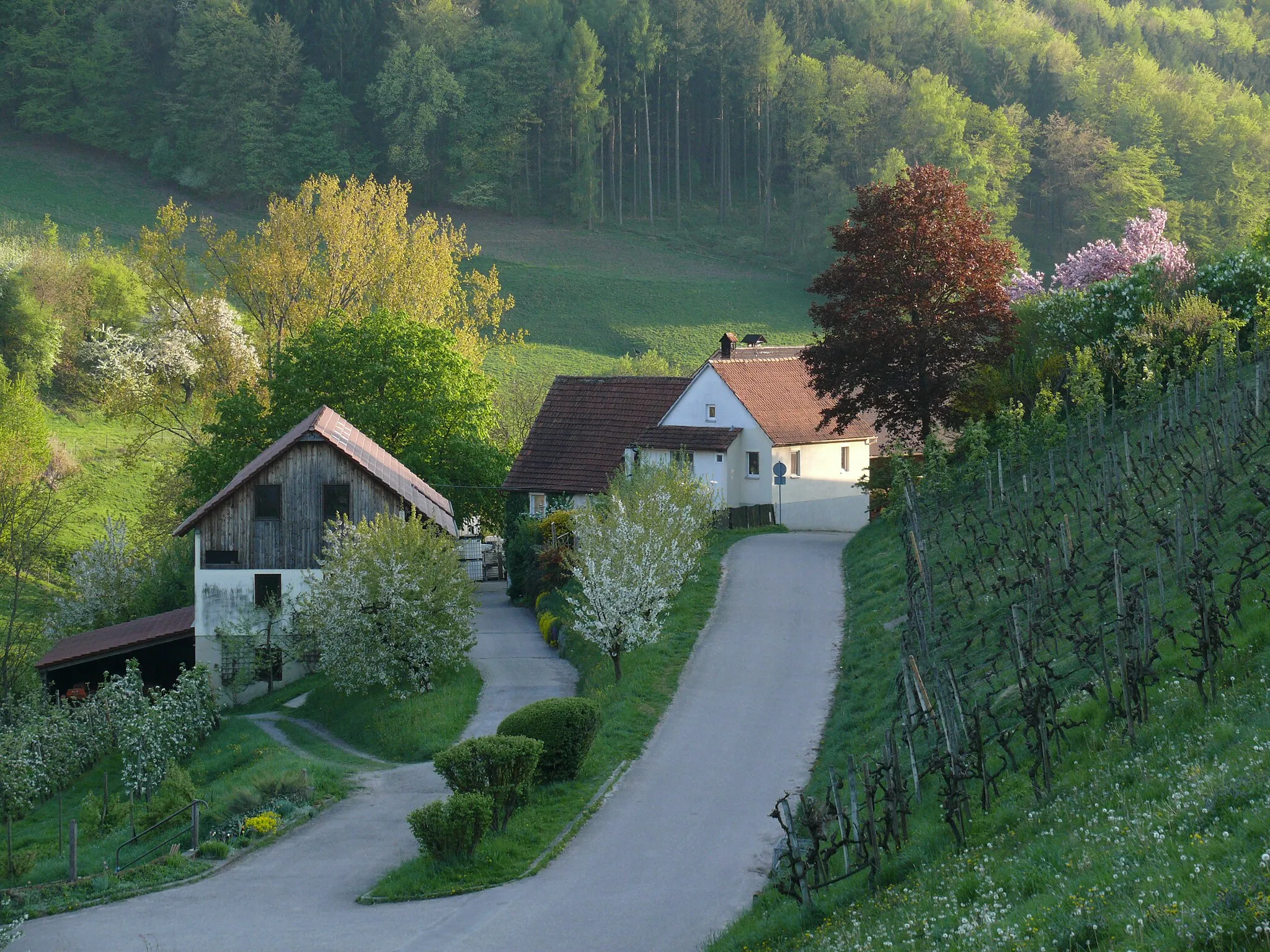 Photo showing: The last buildings at the east end of the hamlet Klingen (a district of Beilstein, Baden-Württemberg, Germany), seen from northeast from the vineyards, at an evening in April.