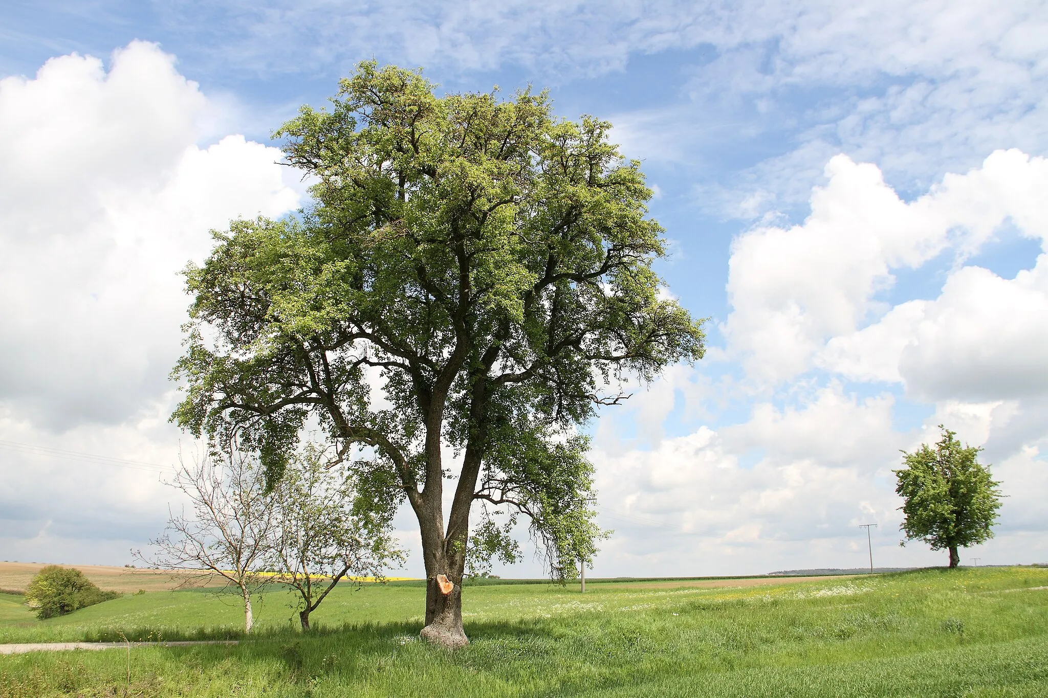 Photo showing: Der Birnbaum östlich des Niederstettener Ortsteils Ermershausen im Gewann Große Wiesen. SGB-Nr. 81280820030