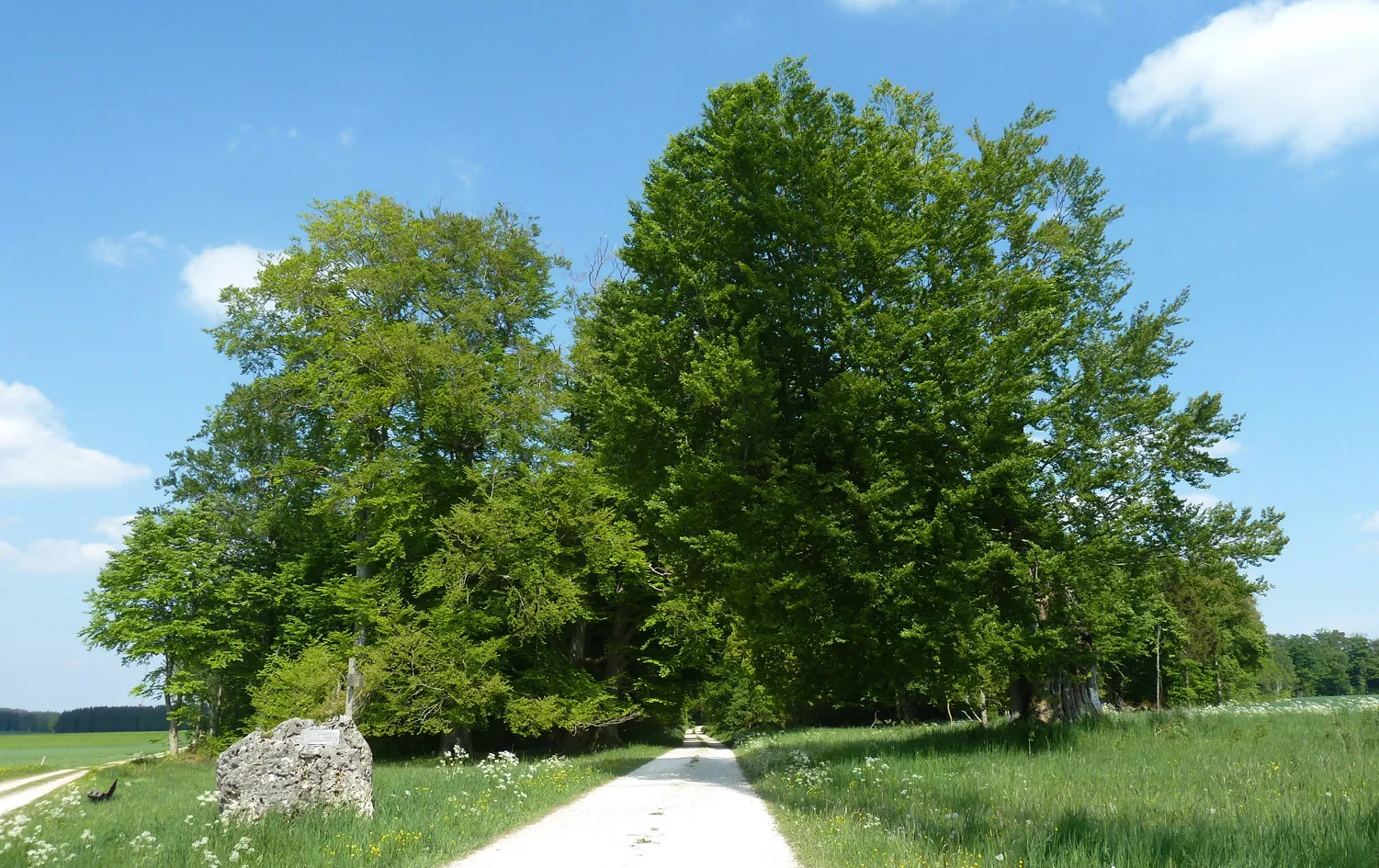 Photo showing: Judenbusch Ochsenberg