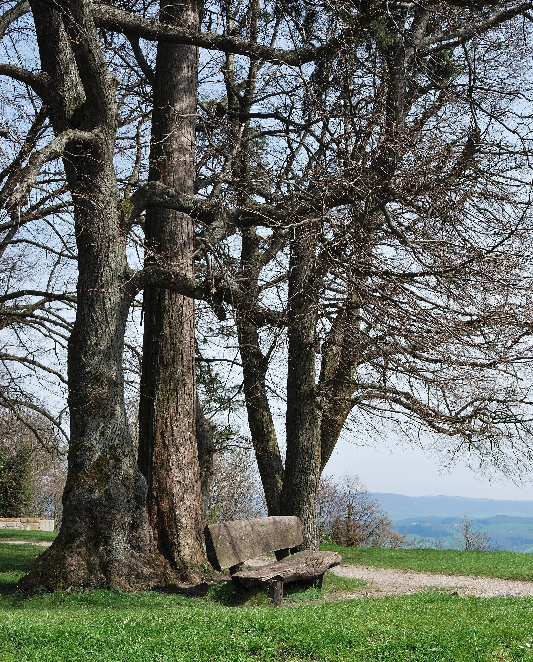 Photo showing: On the Hohenstaufen mountain near Göppingen in Southern Germany. A wooden bench invites for a rest after the ascent.