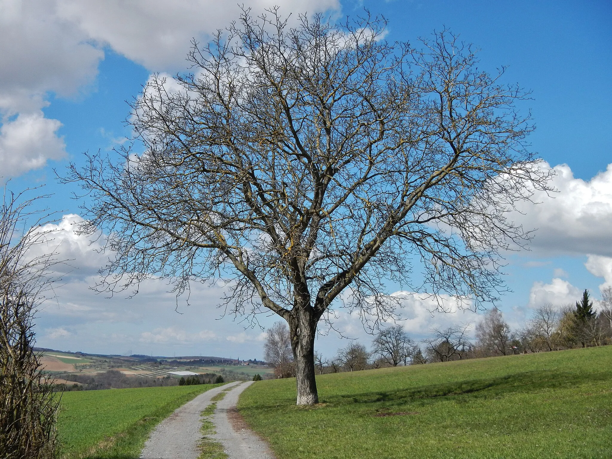 Photo showing: Baum