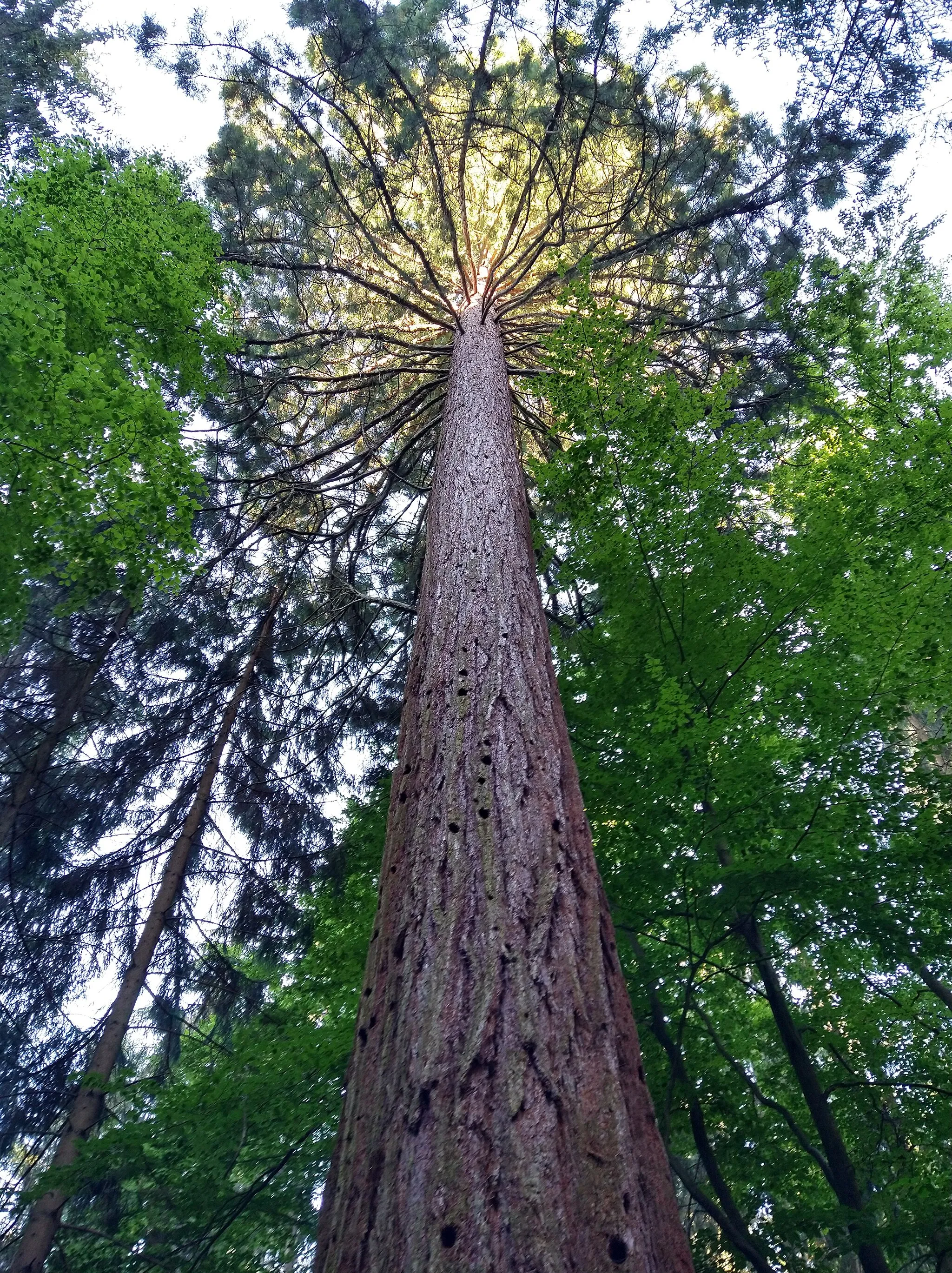 Photo showing: Mammutbaum bei Oberbrüden Rems-Murr-Kreis, Deutschland
Mit 57 m der höchste Mammutbaum Deutschlands