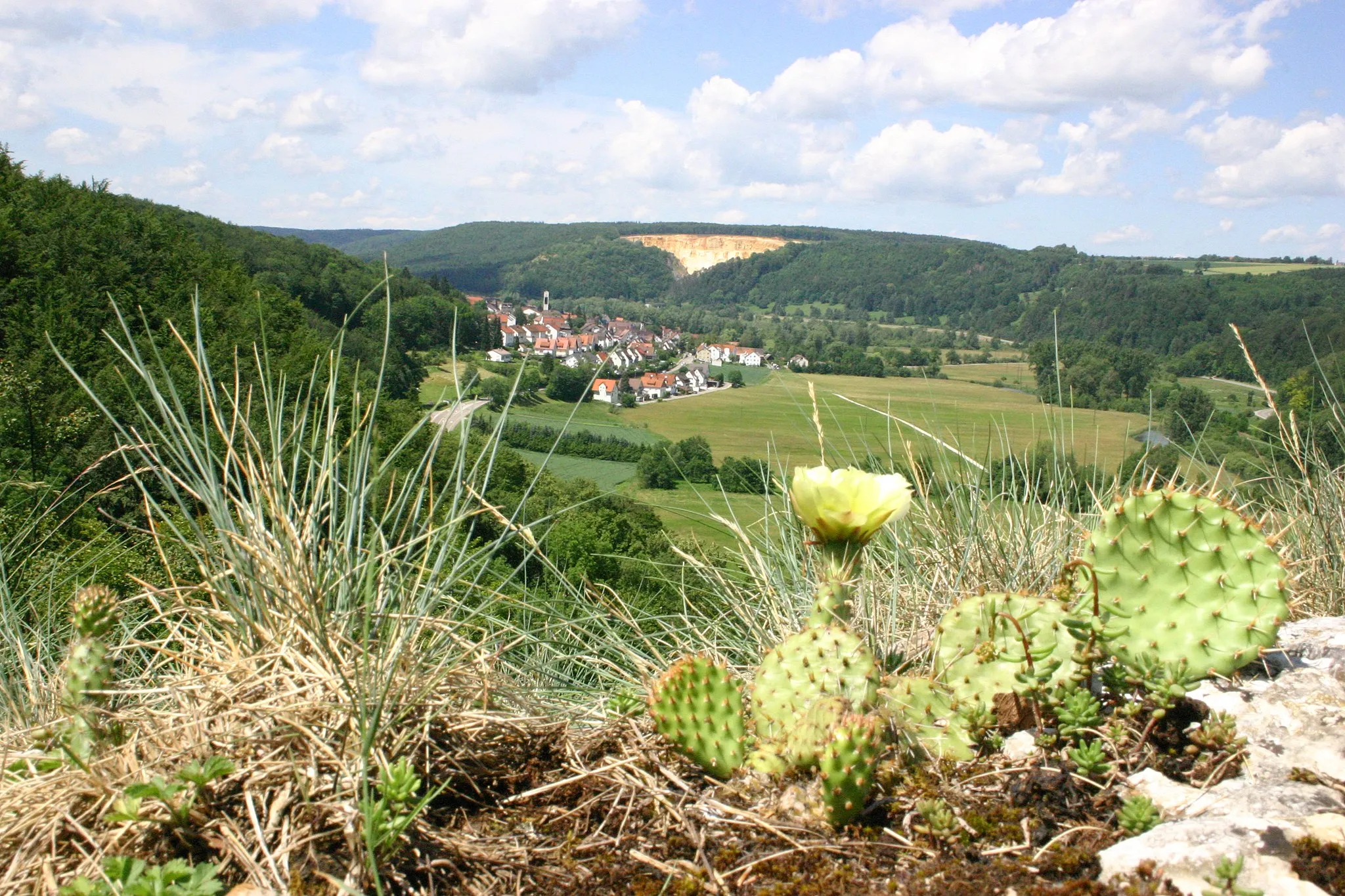Photo showing: Blick nach Arnegg mit Freilandkaktuss (?!) / Landscape near Arnegg with outdoor-kaktee in Germany (!?)