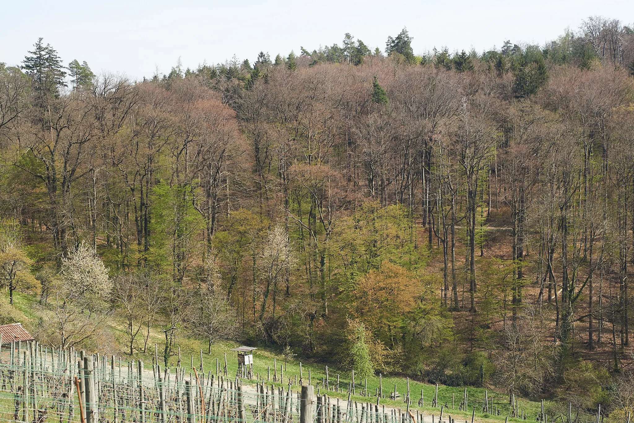 Photo showing: Naturdenkmal 81190790017 "Doppeleiche mit Waldrand", östlich von Korb