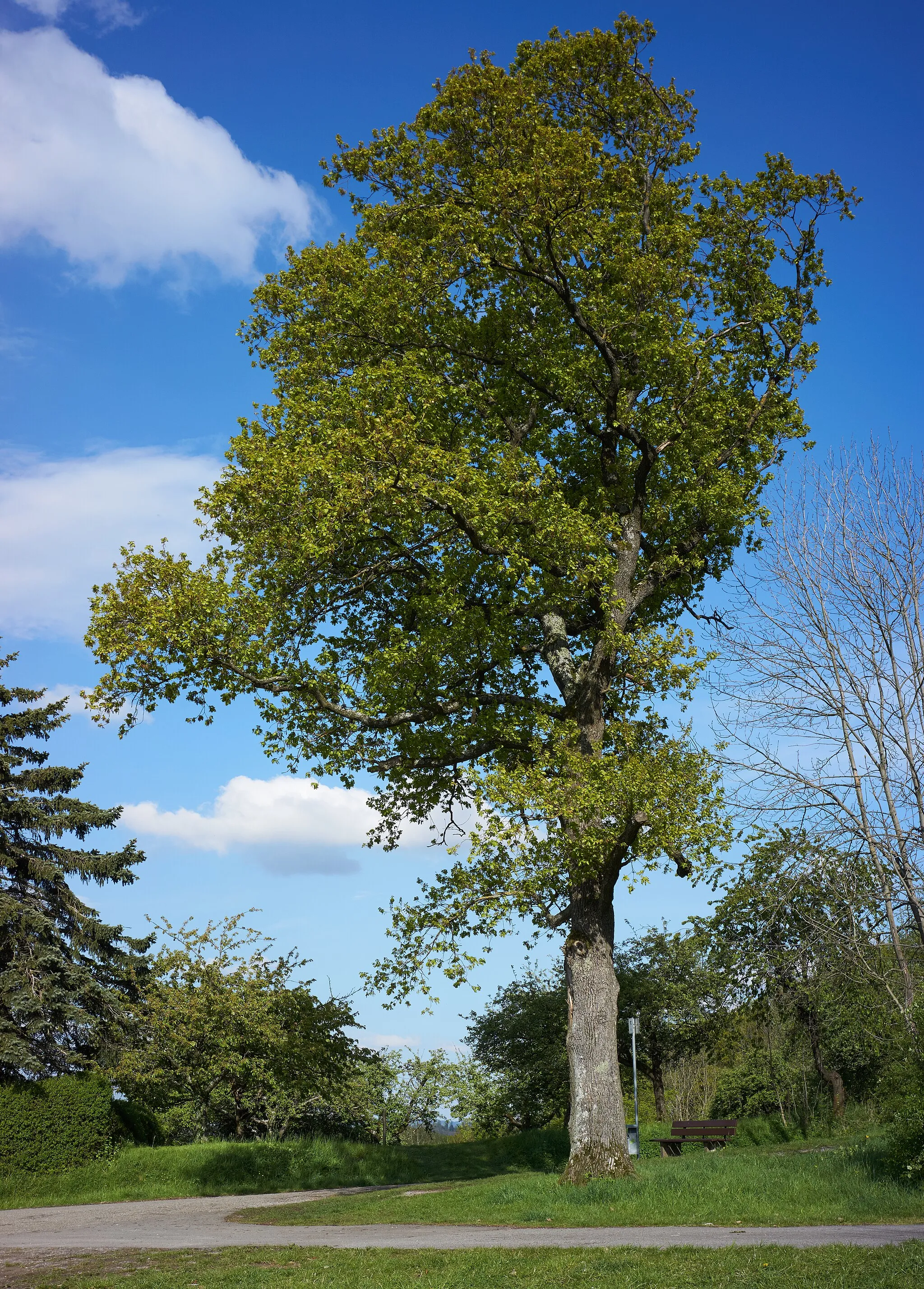 Photo showing: oak tree near Winnenden, Baden-Württemberg, Germany; natural monument
