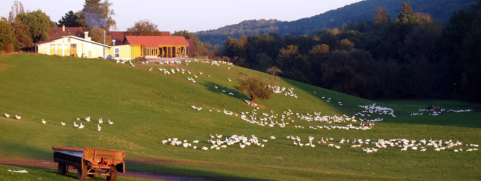 Photo showing: Gänse-Freilandhaltung beim Kirbachhof