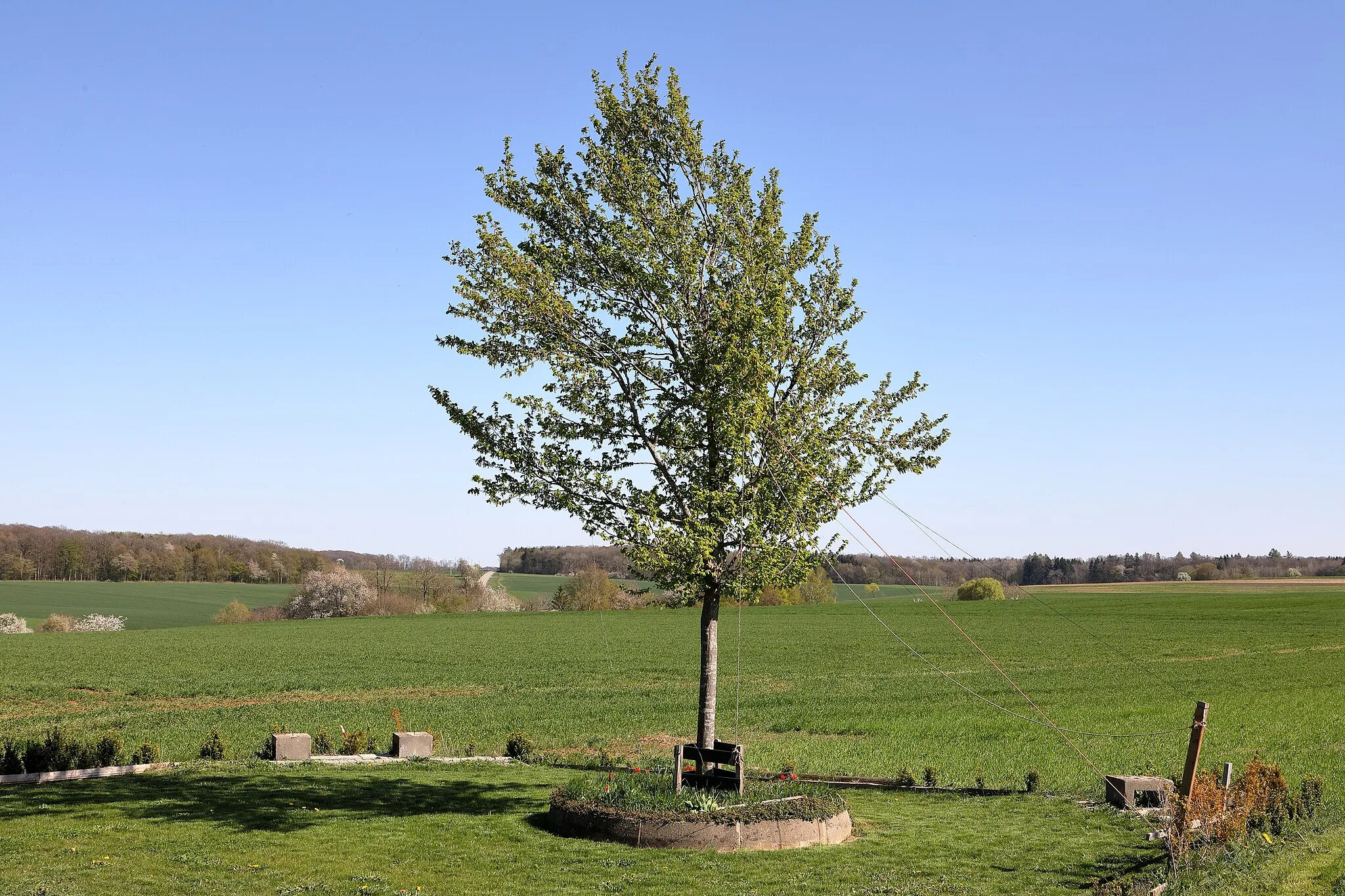 Photo showing: Diese neu gepflanzte Weißbuche ersetzte das eingetragene Naturdenkmal Weißbuche Schimpferwasen mit der ID 8128082008 im Niederstettener Ortsteil Rinderfeld-Streichental.