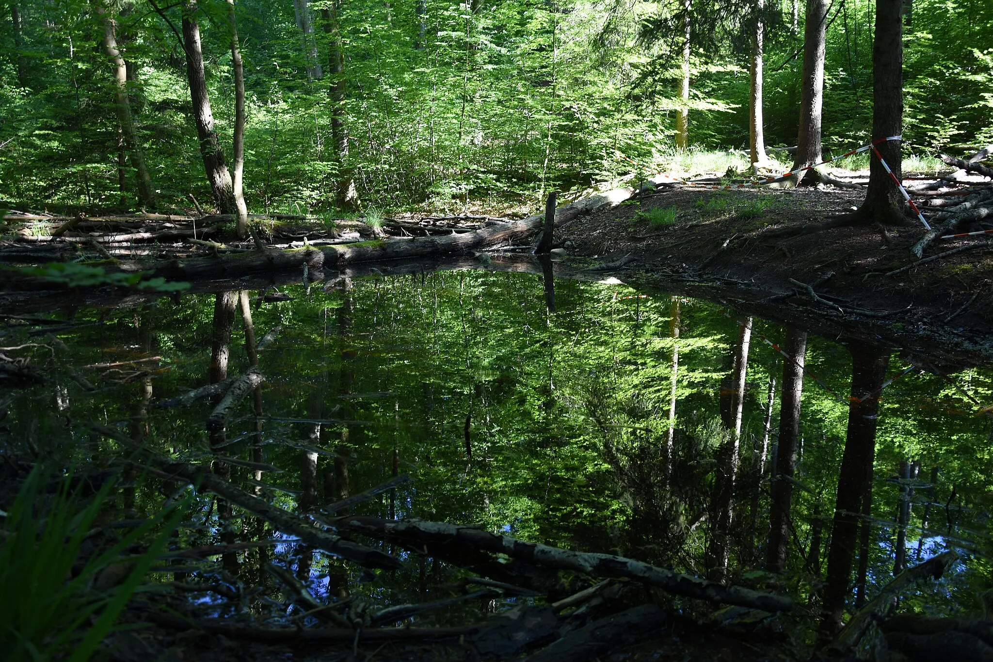 Photo showing: Naturdenkmal FND 81190550019 Amphibienteich an der Göppinger Steige bei Schorndorf in Baden-Württemberg