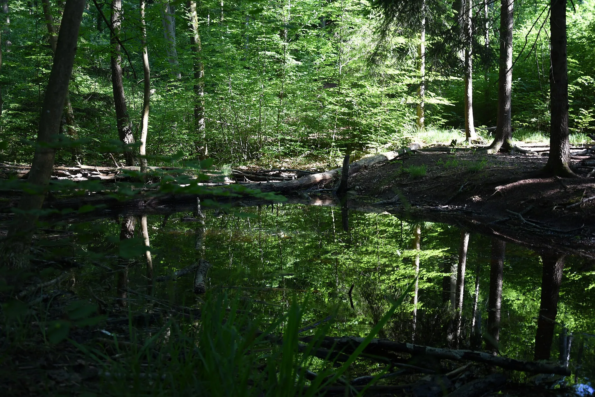 Photo showing: Naturdenkmal FND 81190550019 Amphibienteich an der Göppinger Steige bei Schorndorf in Baden-Württemberg