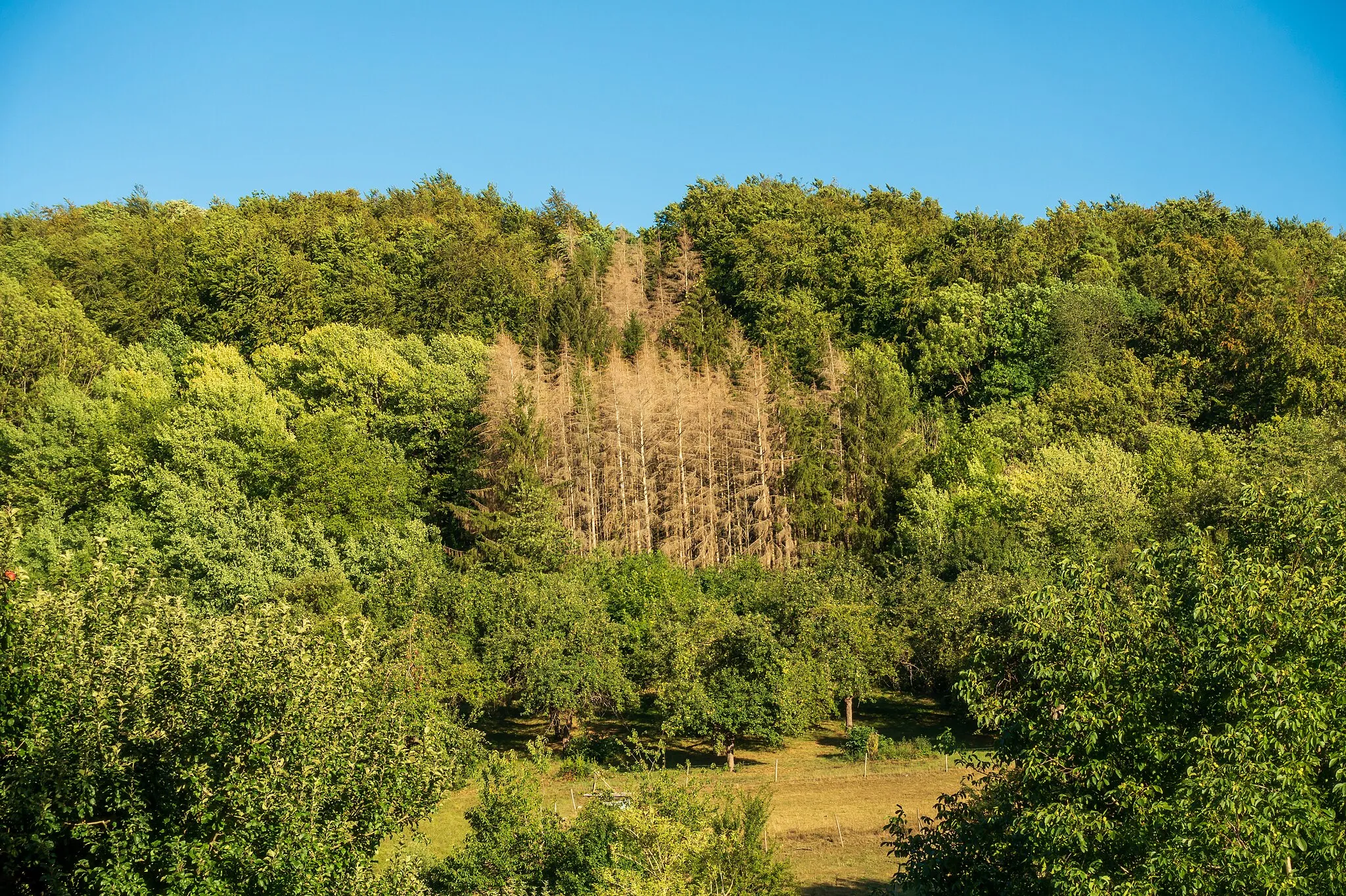 Photo showing: geschädigter Mischwald bei Ingelfingen-Criesbach im August 2020.