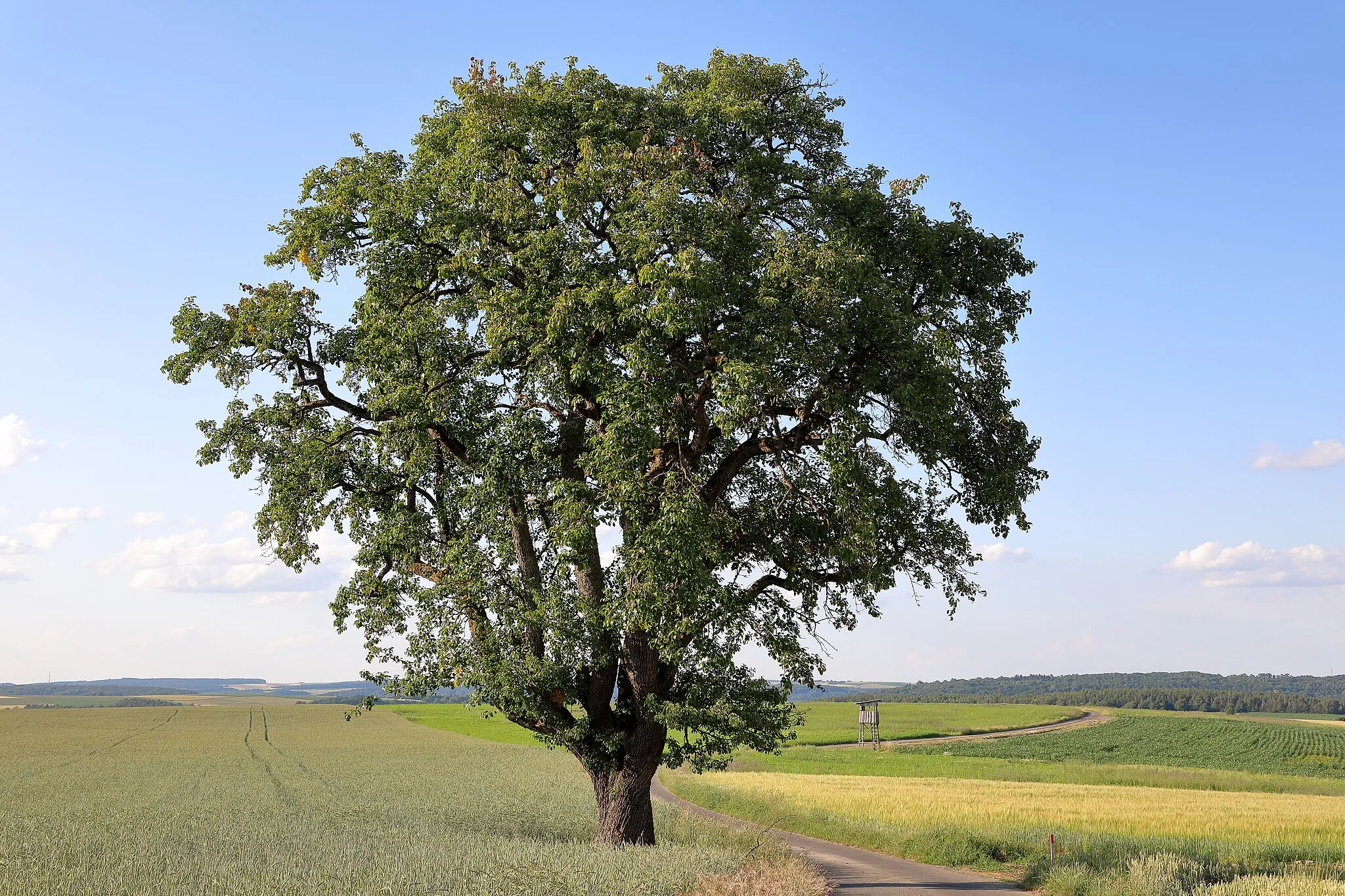 Photo showing: Das Einzelgebilde-Naturdenkmal 1 Birnbaum im Gewann „Neunmorgenäcker“ mit der ID 81280070027 im Bad Mergentheimer Ortsteil Stuppach.