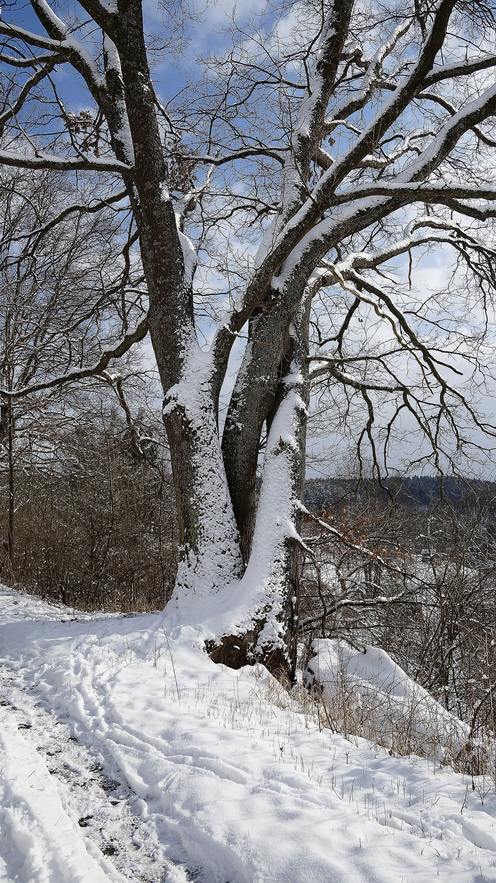 Photo showing: Snow on a tree at the south of the "Musberger Eichberg" nature reserve.