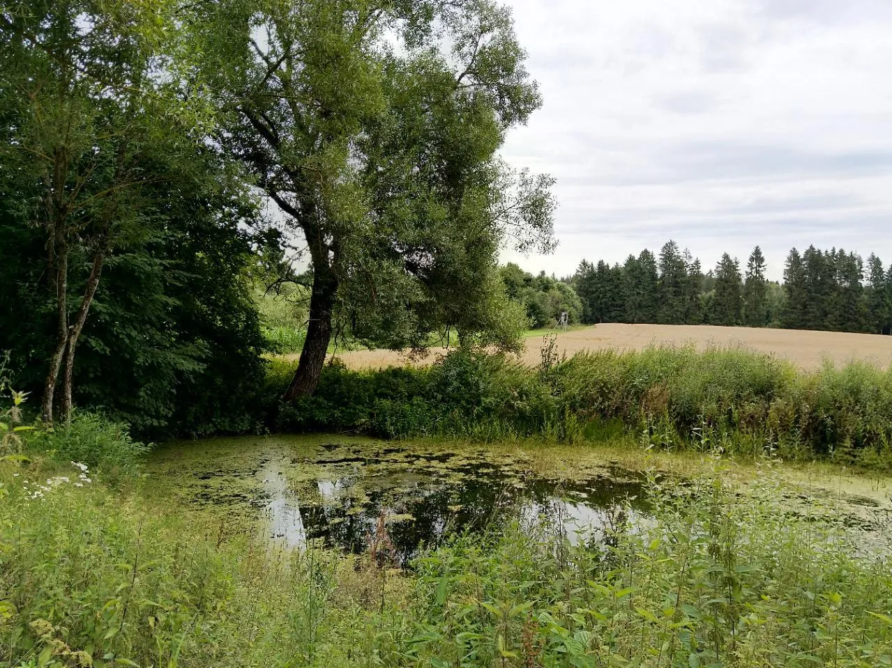 Photo showing: Hühle beim Hofgut Bibersohl, typische Wasservorratshaltung auf der Schwäbischen Alb