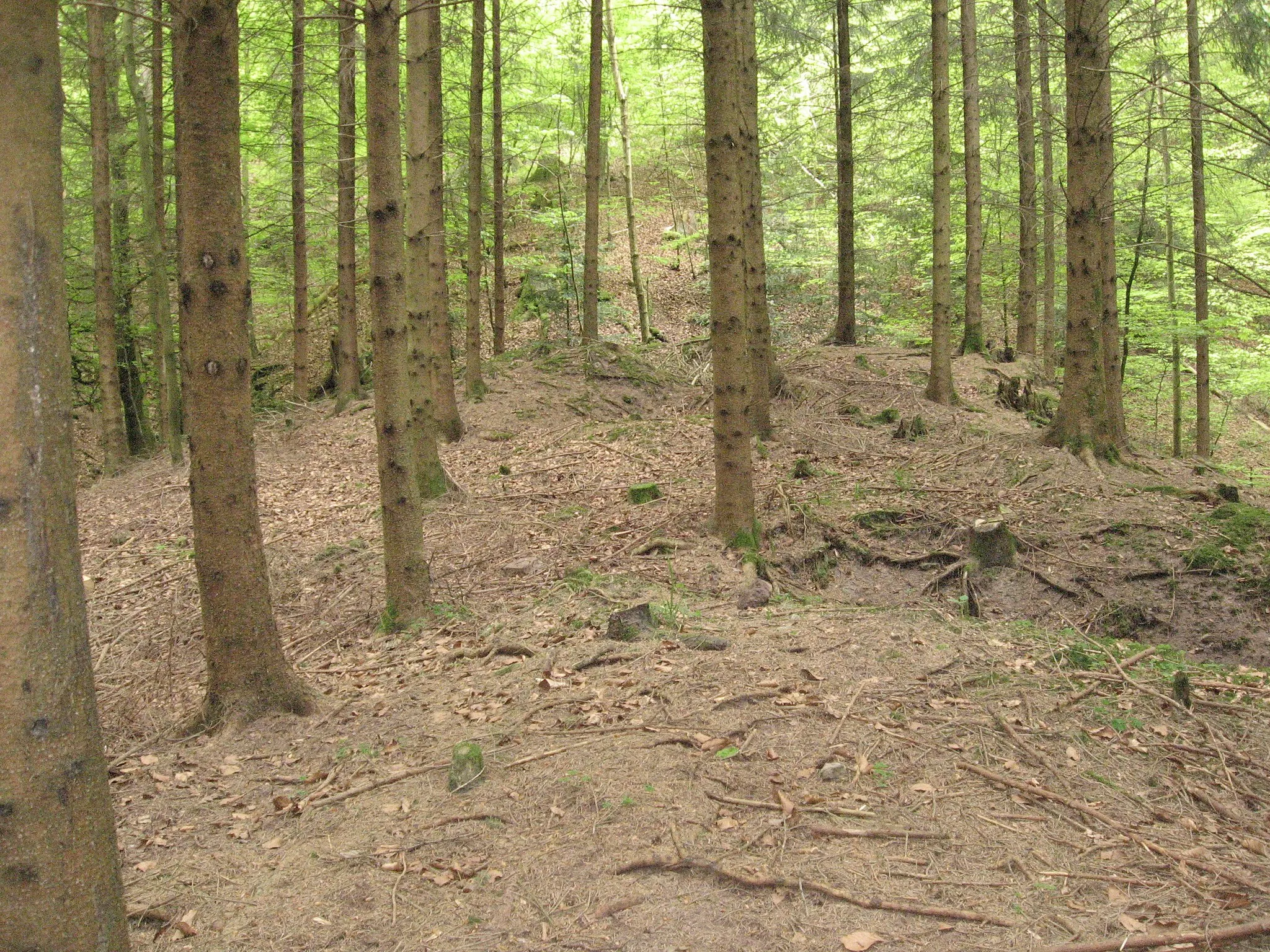 Photo showing: Burgstall Holenstein südlich von Bühlerzell-Holenstein. Blick auf dem Burghügel vom Nordende des Spornsnach Süden. Die ersten Kleinfichten im helleren Hintergrund stehen im Halsgraben.