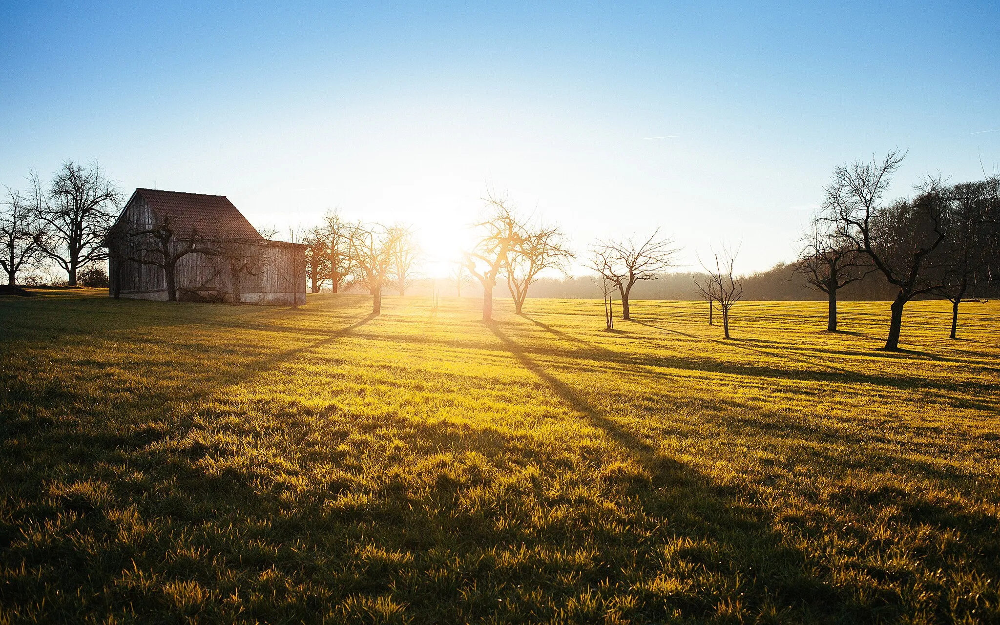 Photo showing: Sunrise over a field of grove trees in Heidenheim, Germany