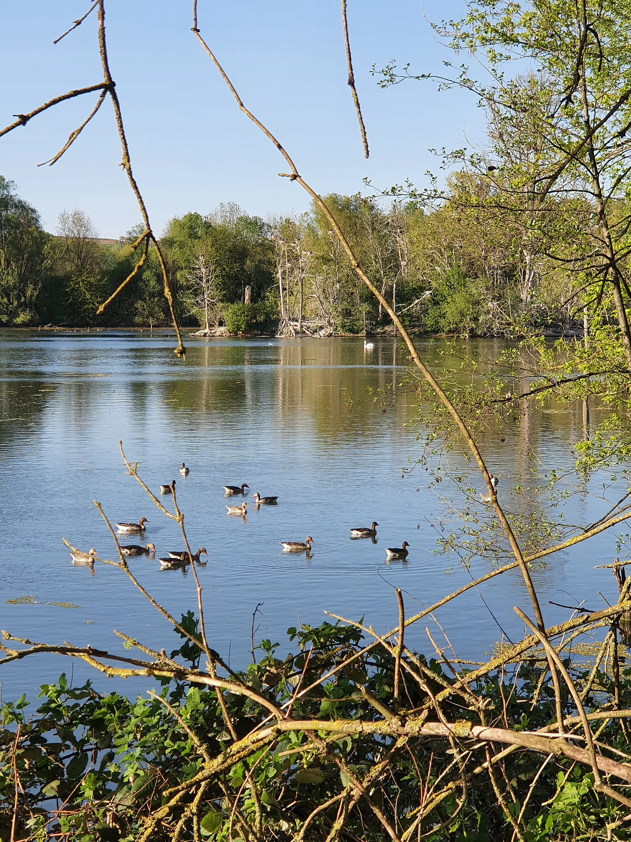 Photo showing: Enten auf dem Baggersee im Pleidelsheimer Wiesental, das als europäisches Vogelschutzgebiet ausgewiesen ist.