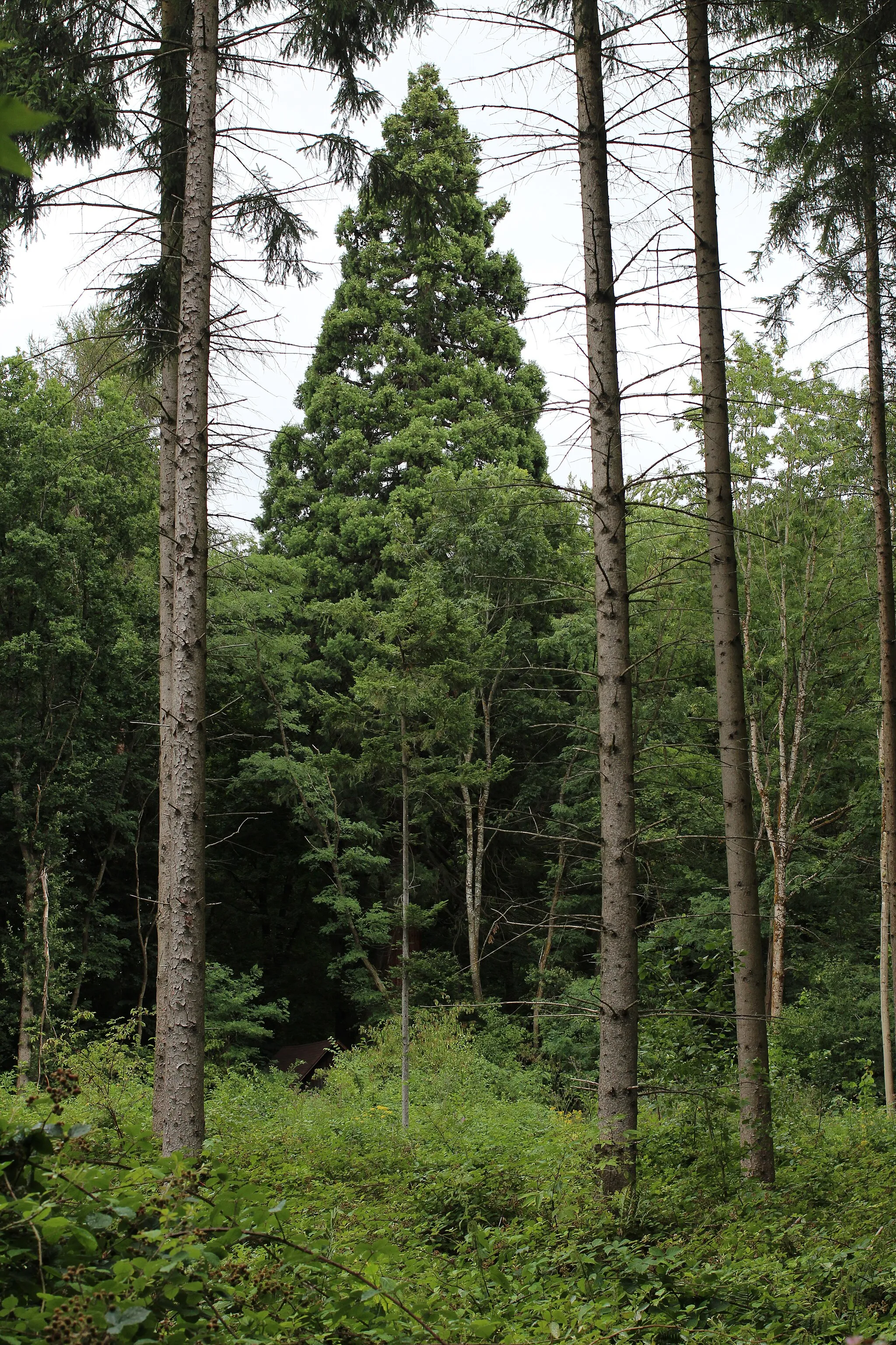 Photo showing: Waldlichtung direkt vor dem Mammutbaum, links unten am Fuß die Holzhütte. Sommer 2015. Entfernung Fotoapparat/Baum rund 50 Meter.