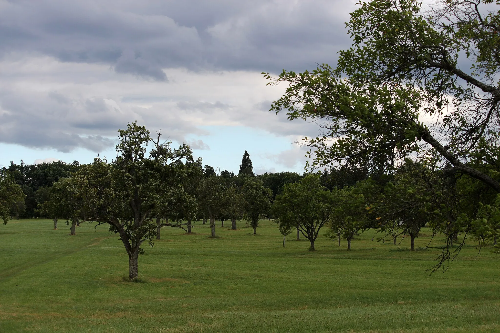 Photo showing: Die Streuobstwiese Braunäcker vor dem Schönbuchrand. Der Mammutbaum überragt die übrigen Bäume deutlich, Entfernung Fotoapparat/Baum rund 700 m.
