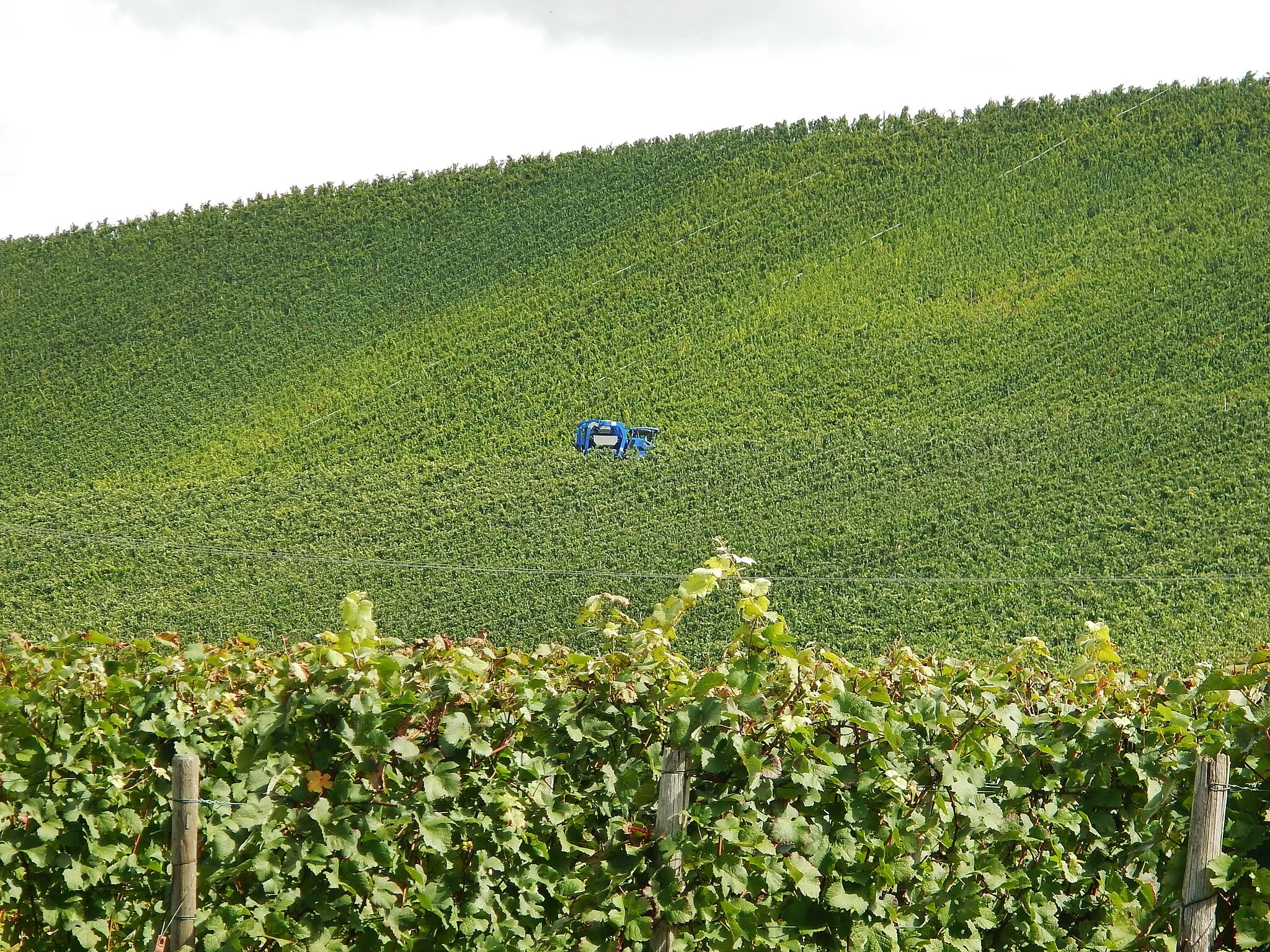 Photo showing: Beim 366 km langen Neckartalradweg: Vollernter in den Weinbergen bei Neckarwestheim