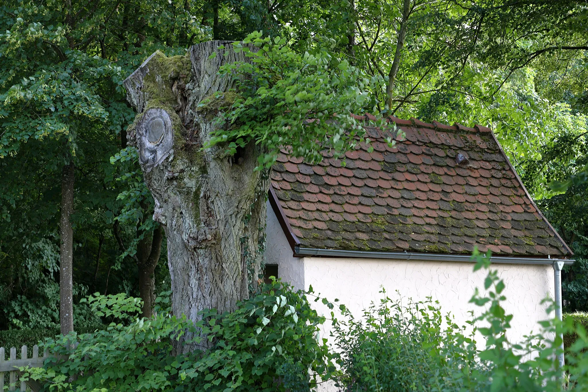 Photo showing: Das Einzelgebilde-Naturdenkmal 2 Linden im Gewann Drillberg mit der ID 81280070004 und die Trillbergkapelle auf dem Drillberg in Bad Mergentheim.