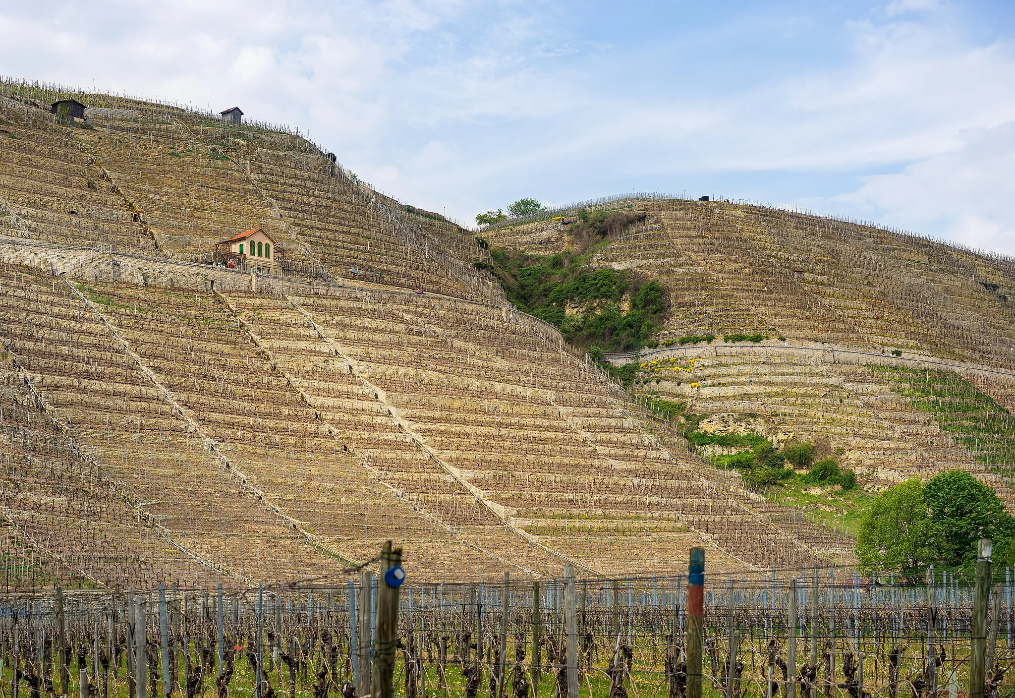 Photo showing: Mundelsheim, Germany: Central part of the Käsberg, one of the most famous vineyards in Württemberg, showing the old cultural landscape developed by traditional viniculture with dry-stone supporting walls and many little stairs. Probably the most distinctive part of the protected landscape area “Gebiete nördlich des Neckars bei Mundelsheim, Hessigheim, Besigheim und Gemmrigheim” (local ID 1.18.059).