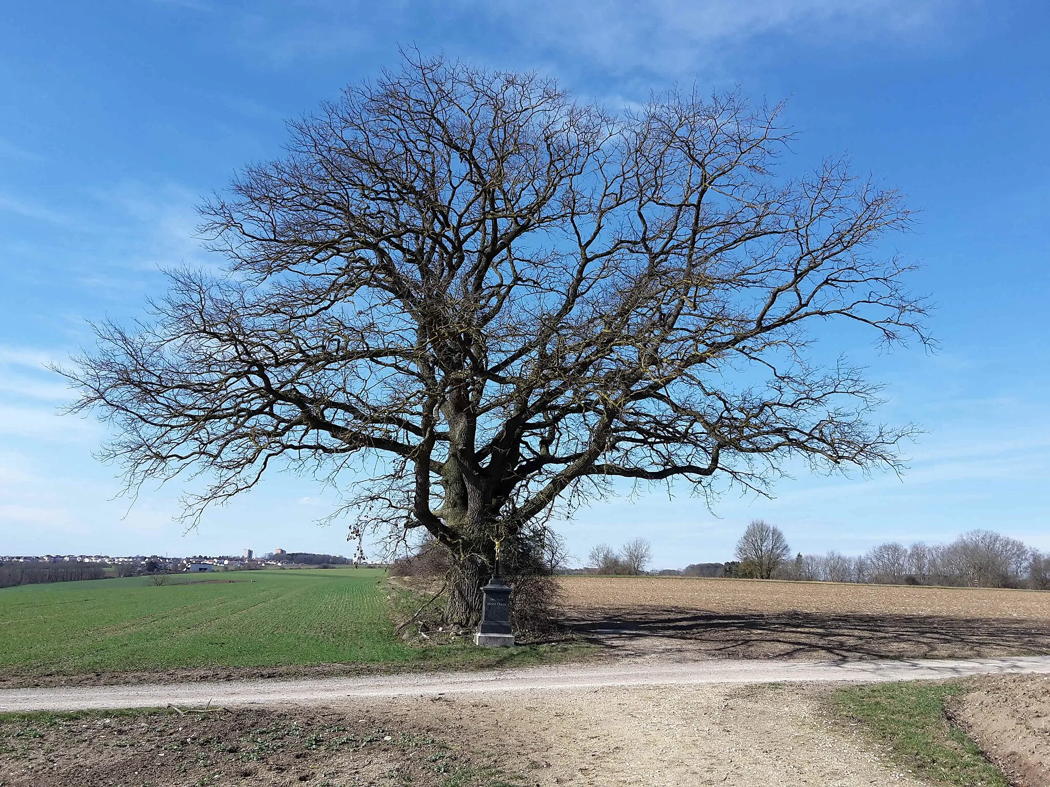 Photo showing: Naturdenkmal Eiche, Fl.Nr. 234, Gemarkung Thalfingen, Gemeinde Elchingen im März