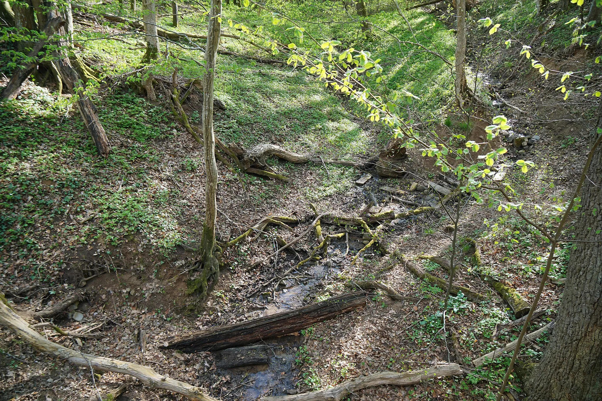Photo showing: Trimmpfad, Brücke über die Buchenklinge Schönaich