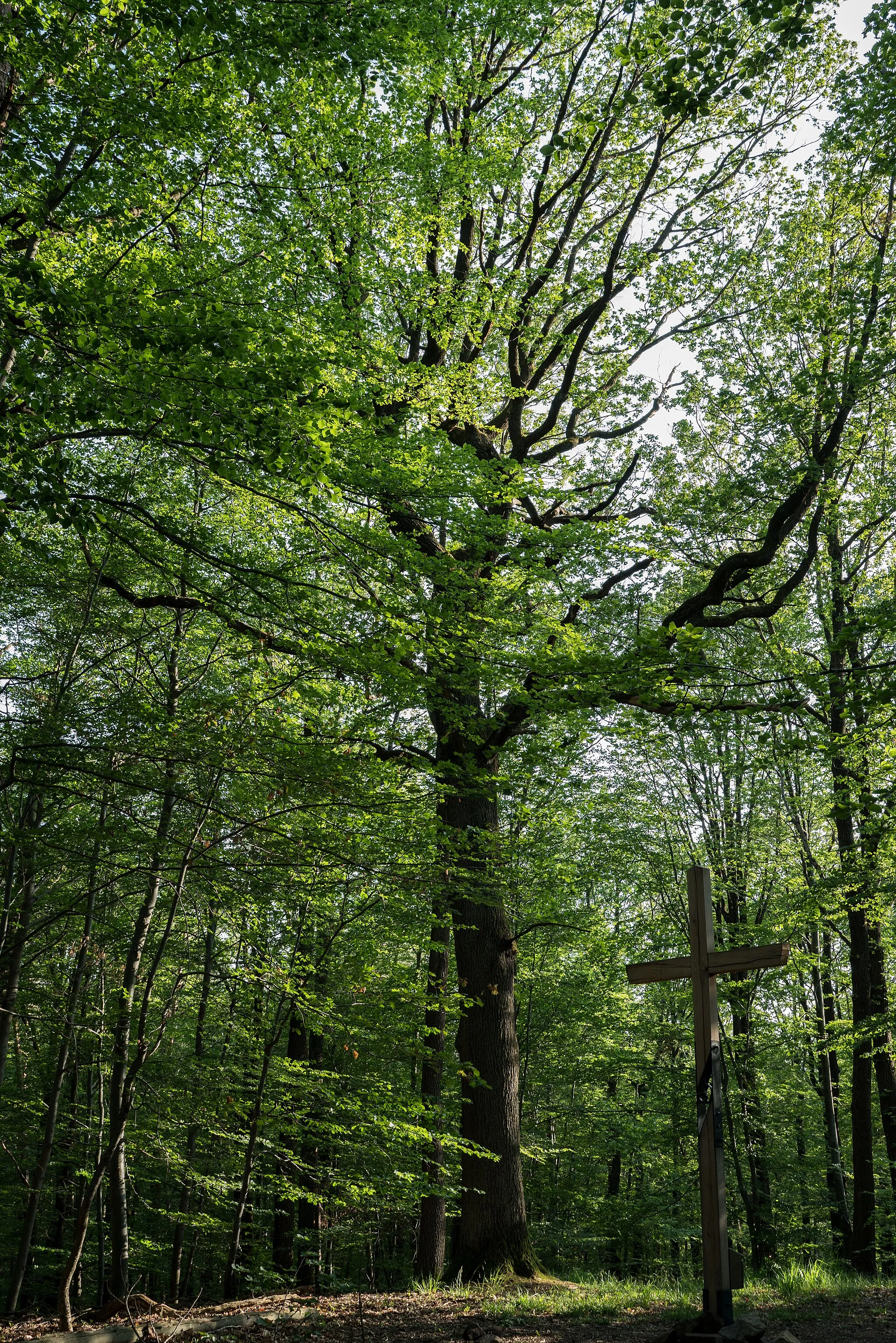 Photo showing: Naturdenkmal "1 Stieleiche mit Umgebung auf dem Katzenkopf". Zu sehen außerdem: Das Gipfelkreuz des Katzenkopfes.