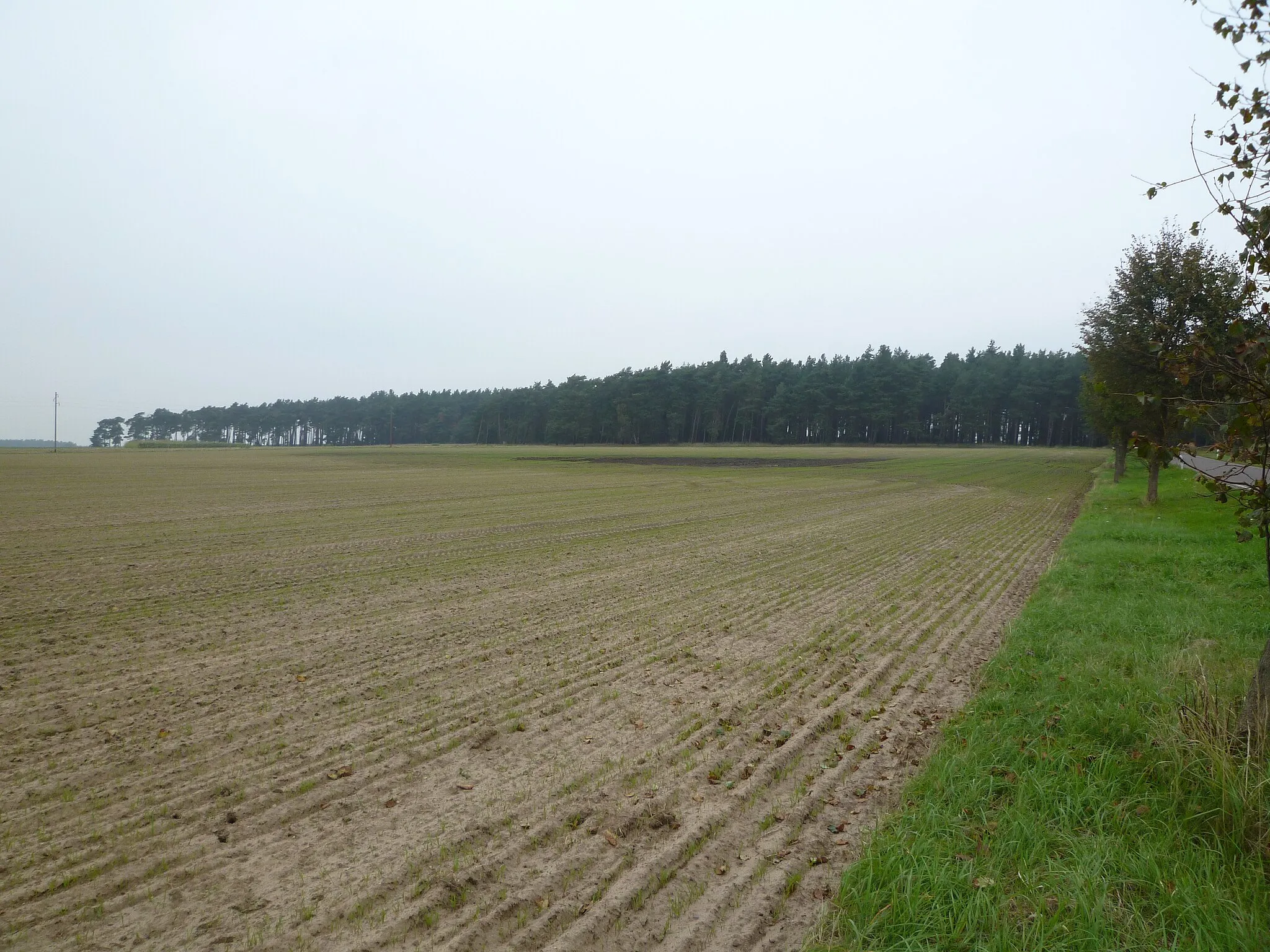 Photo showing: Bild zeigt Lauseberg, Calvörder Berge, Calvörde, an der Straße zwischen Velsdorf und der Kreuzung der Verbindung Calvörde-Wegenstedt