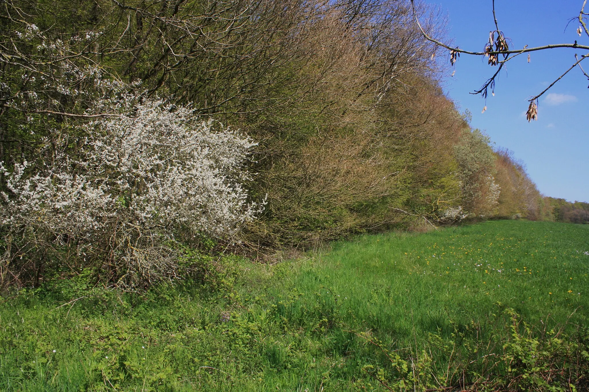 Photo showing: Naturschutzgebiet Breiter Berg bei Haselstein; Buschzone am Rand