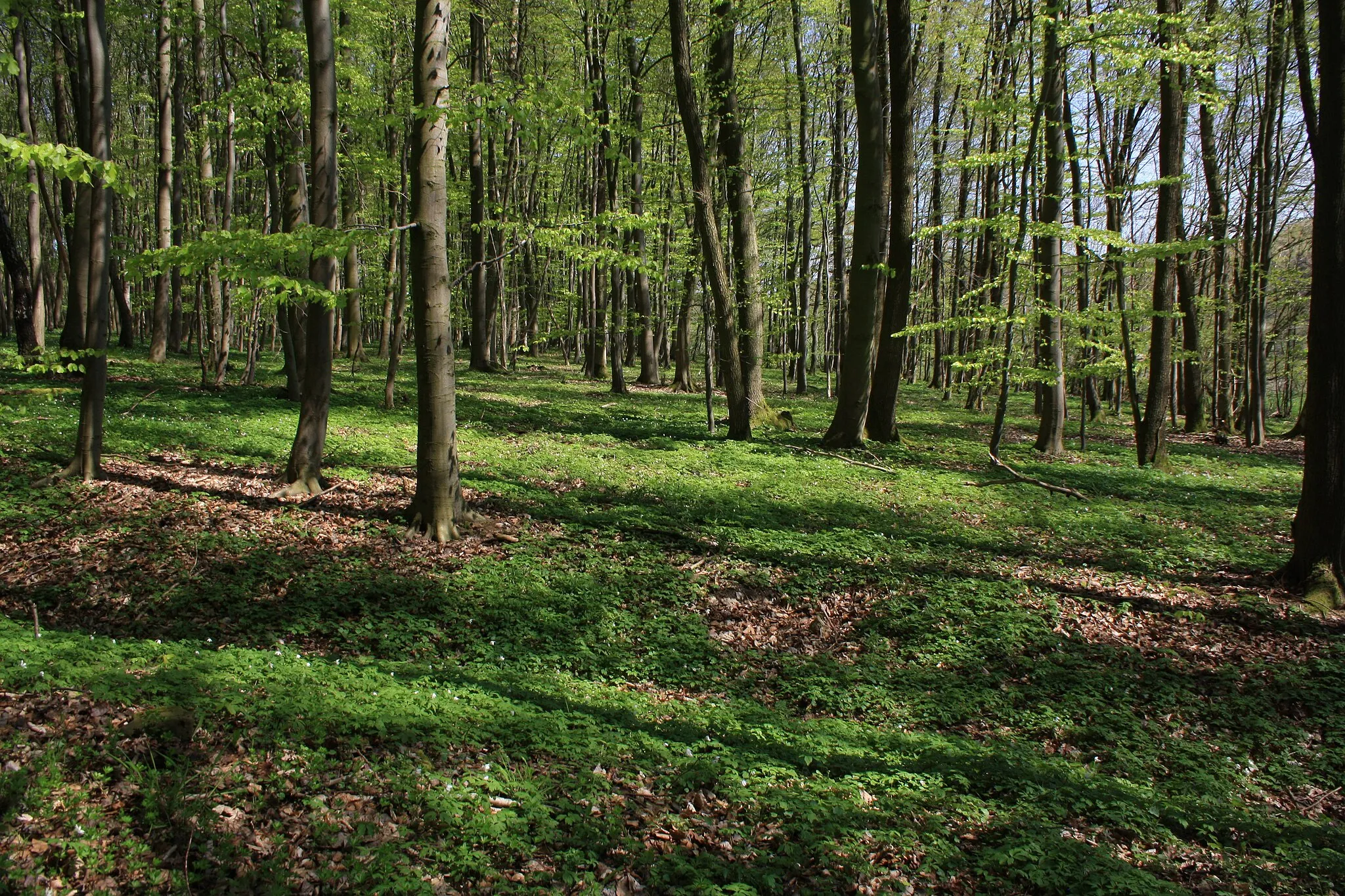 Photo showing: Naturschutzgebiet Breiter Berg bei Haselstein