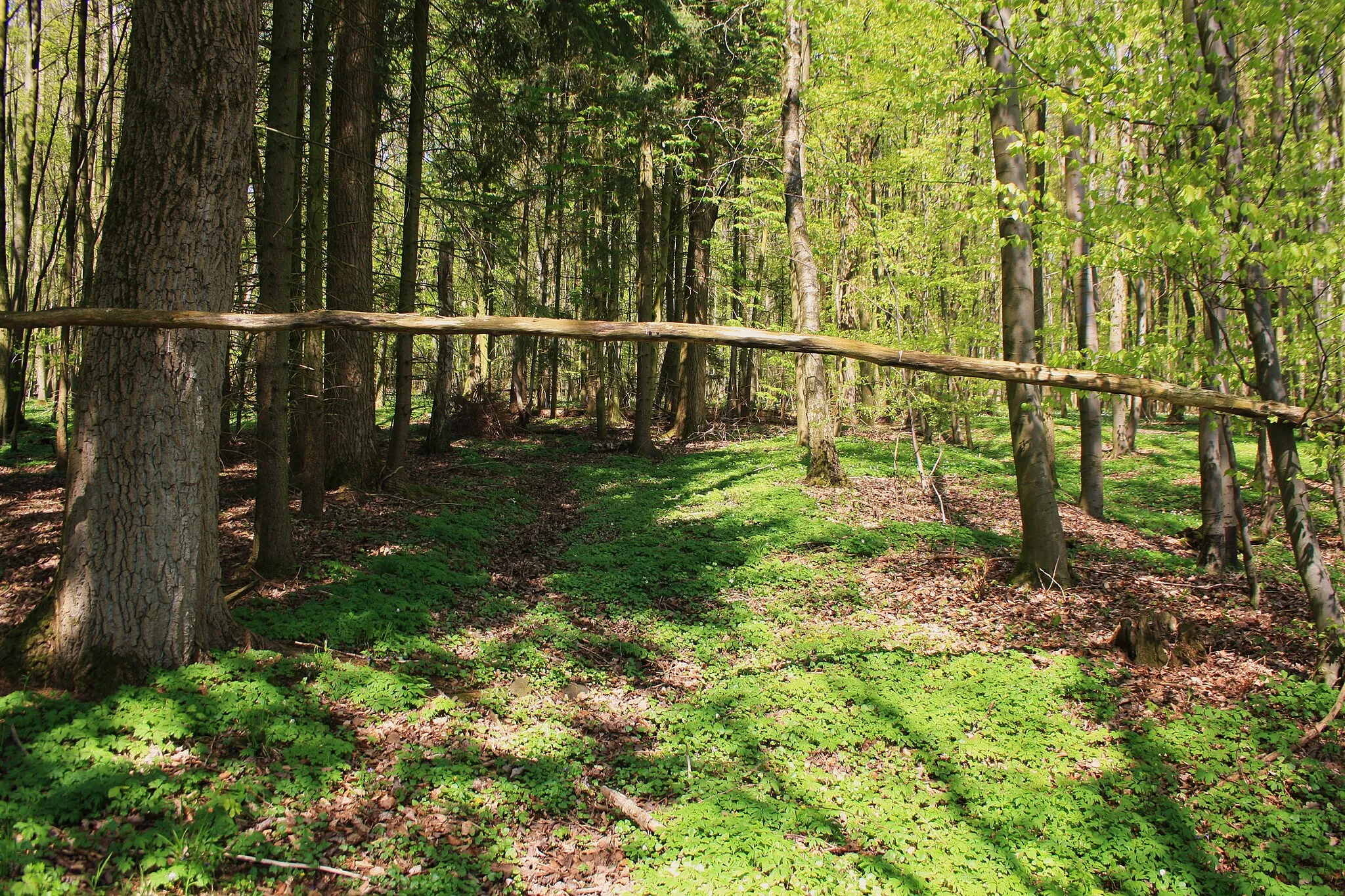 Photo showing: Naturschutzgebiet Breiter Berg bei Haselstein