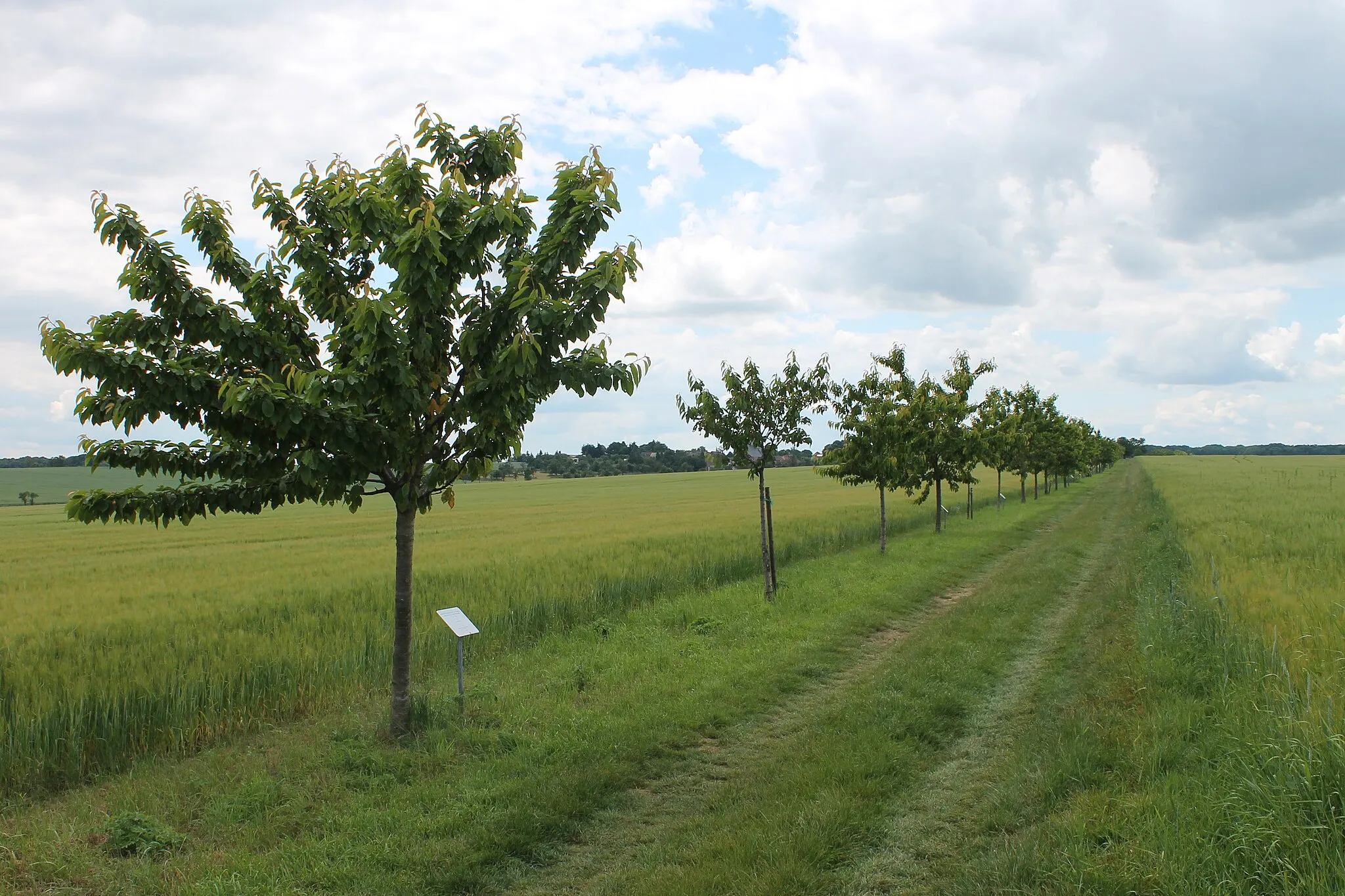 Photo showing: Der Europaweg in Krippendorf im Juni 2014.