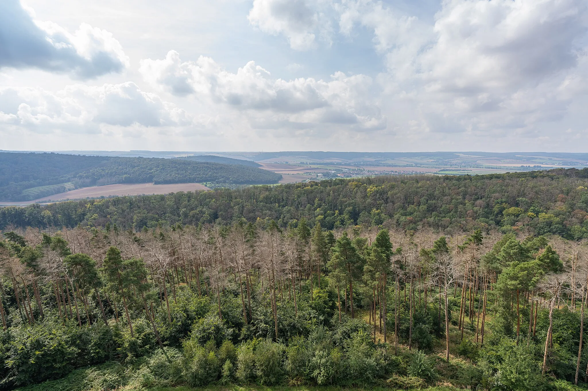 Photo showing: View from the lookout tower Mittelberg to the forest around. Here with view to the west. Besides the quantities of trees per se, you can also see strips of dead trees that stand out in color.