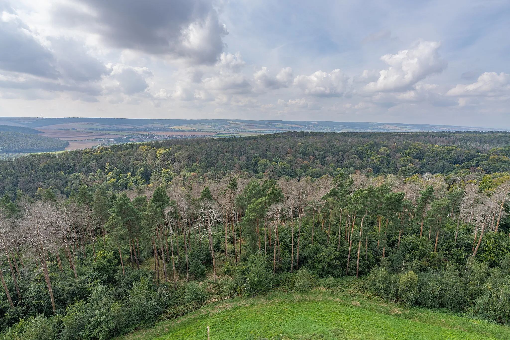 Photo showing: View from the lookout tower Mittelberg to the forest around. Here with view to the west. Besides the quantities of trees per se, you can also see strips of dead trees that stand out in color.