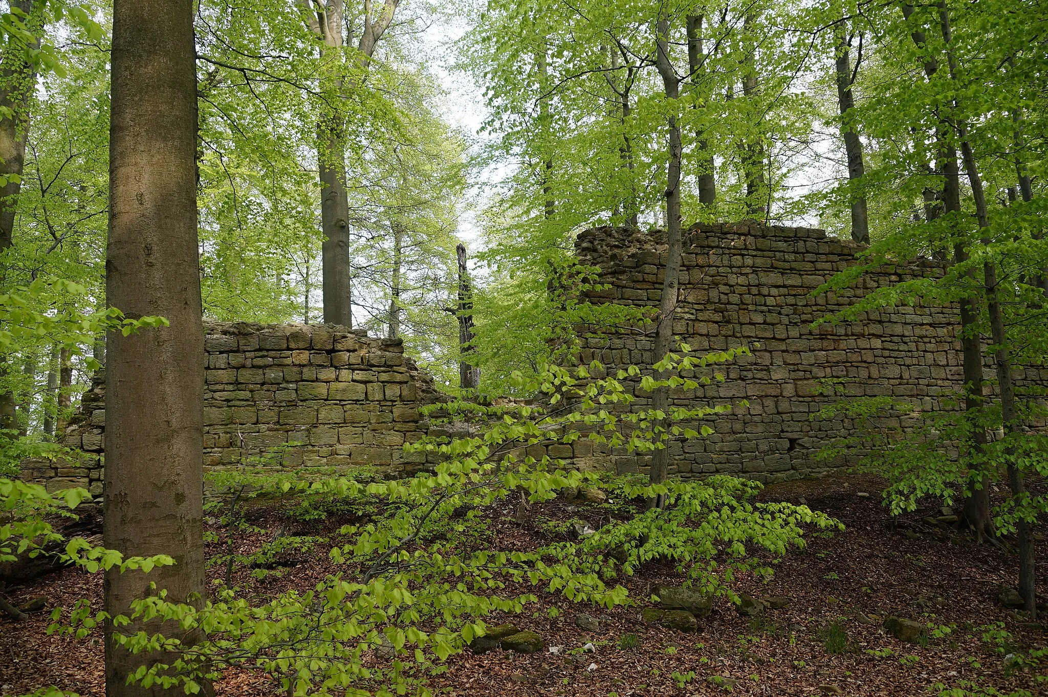 Photo showing: Reste der westlichen Wehrmauer der Burgruine Rabenswalde