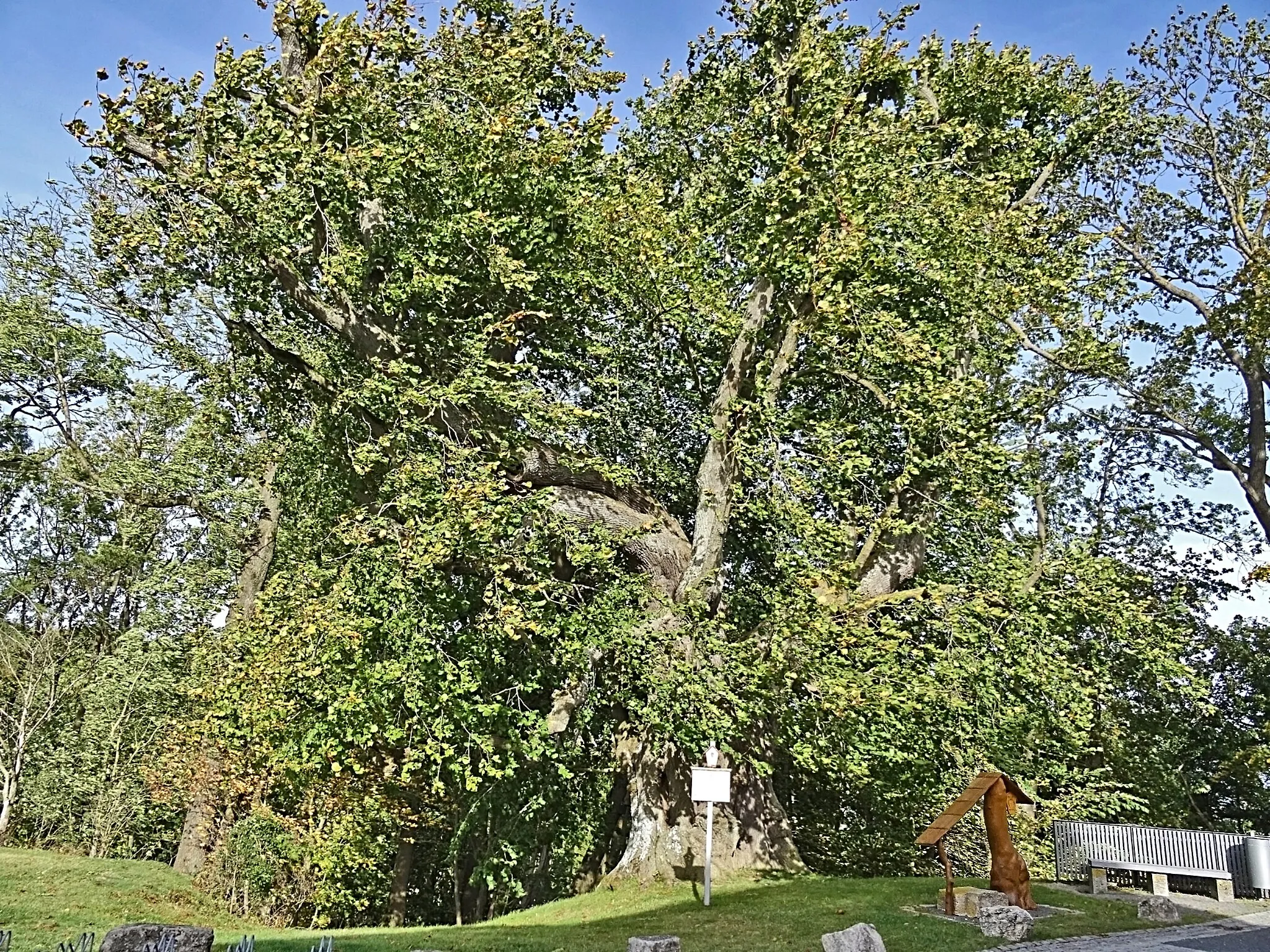 Photo showing: 600 Jahre alte Sommerlinde an der Zufahrt zur Burg Scharfenstein, ältester Laubbaum im Eichsfeld, auch »Thomas-Müntzer-Linde«