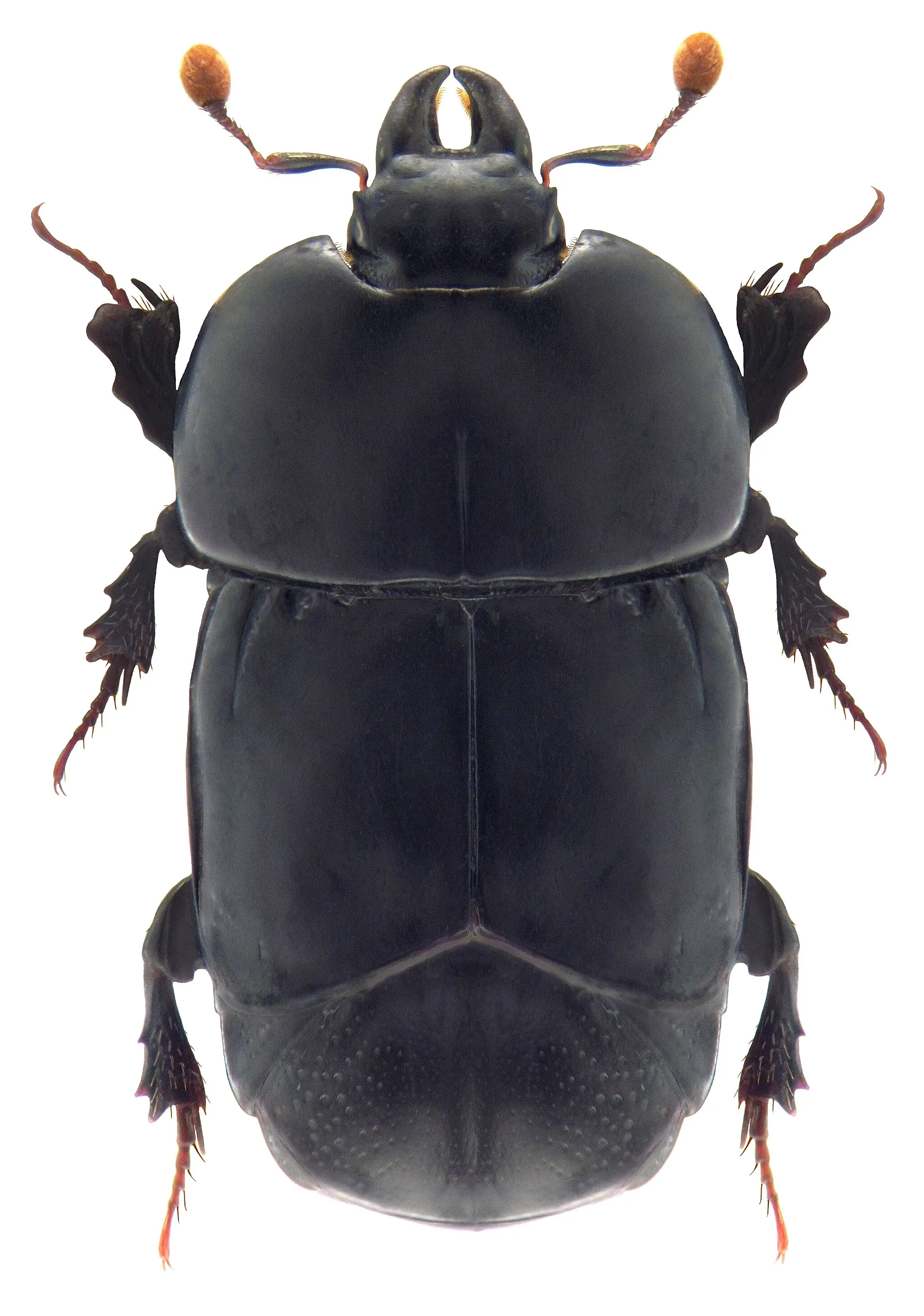 Photo showing: Familie: Histeridae
Groesse: 8-9 mm
Verbreitung: Europa
Ökologie: unter Laubholzrinde, vor allem bei Pappeln
Fundort: Germania, Thüringen, Gera, Pohlitz
leg. det. A.Weigel, 1996

Photo: U.Schmidt, 2010