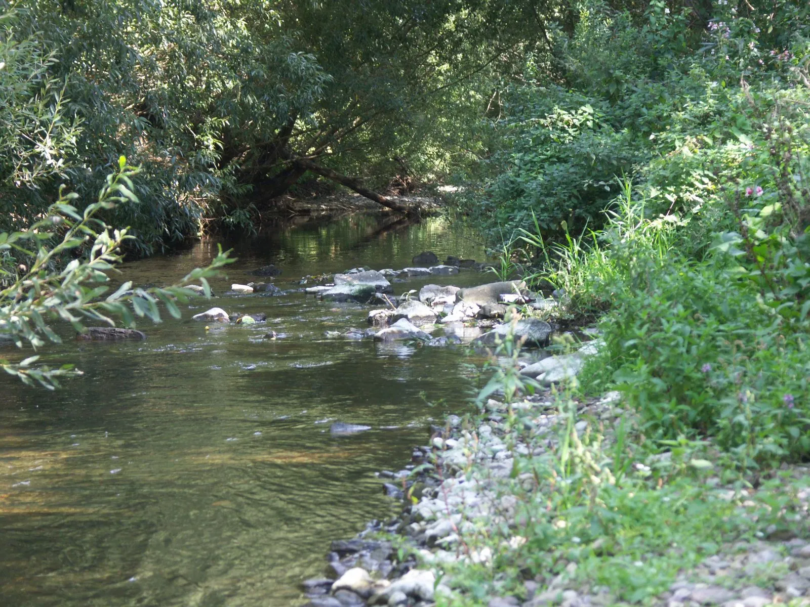 Photo showing: Dieses Bild zeigt die Apfelstädt (Fluss) in Wandersleben