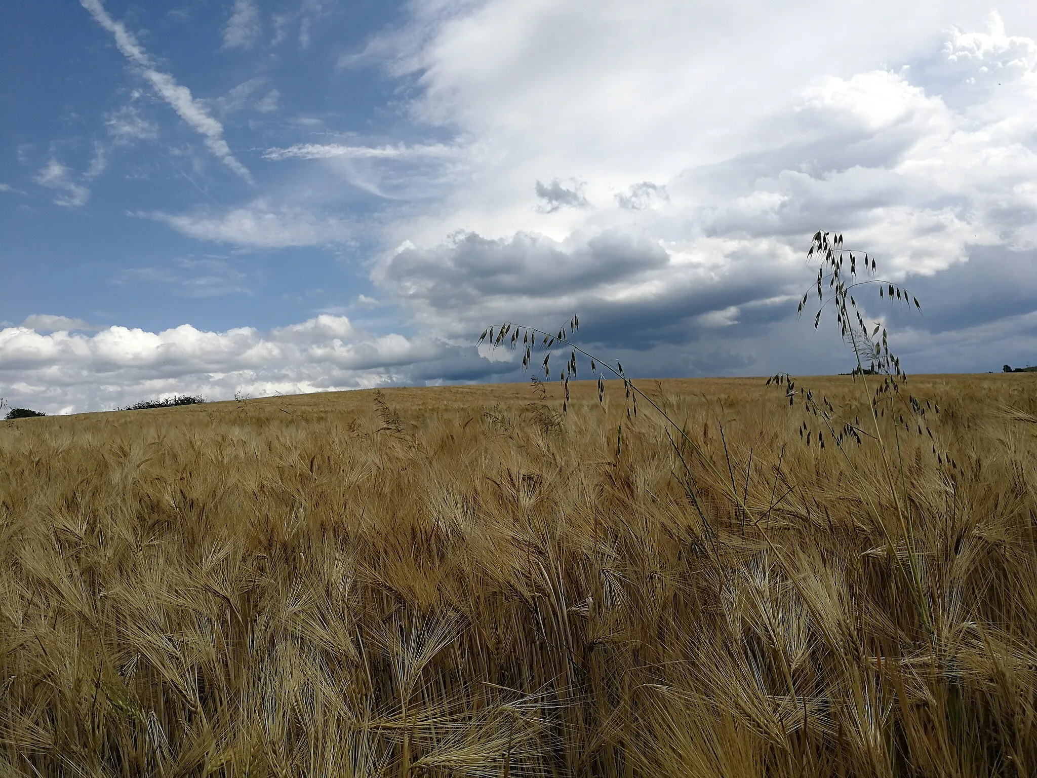 Photo showing: Feld in Thüringen