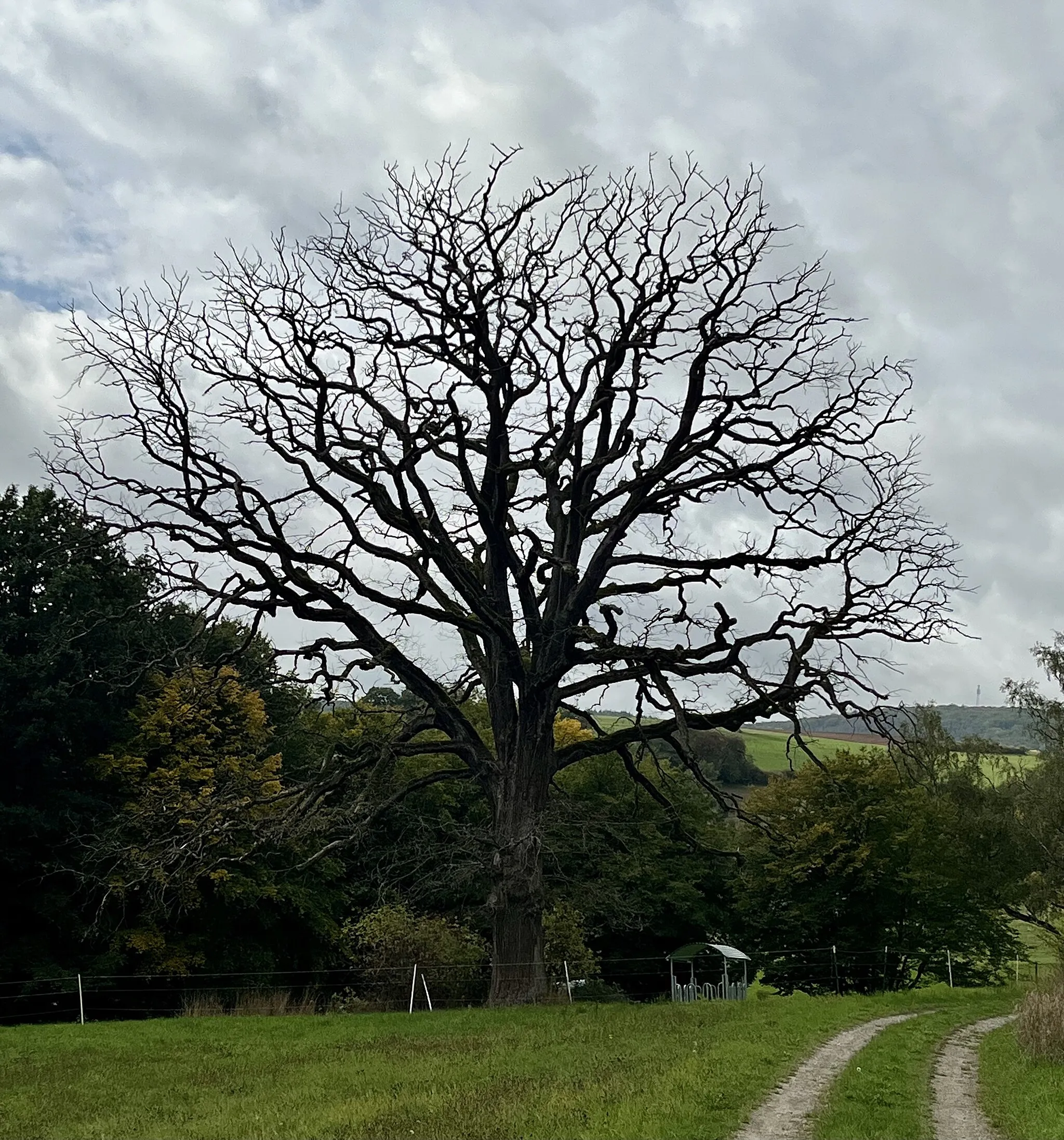 Photo showing: Naturdenkmal in Neuenstein, Hessen