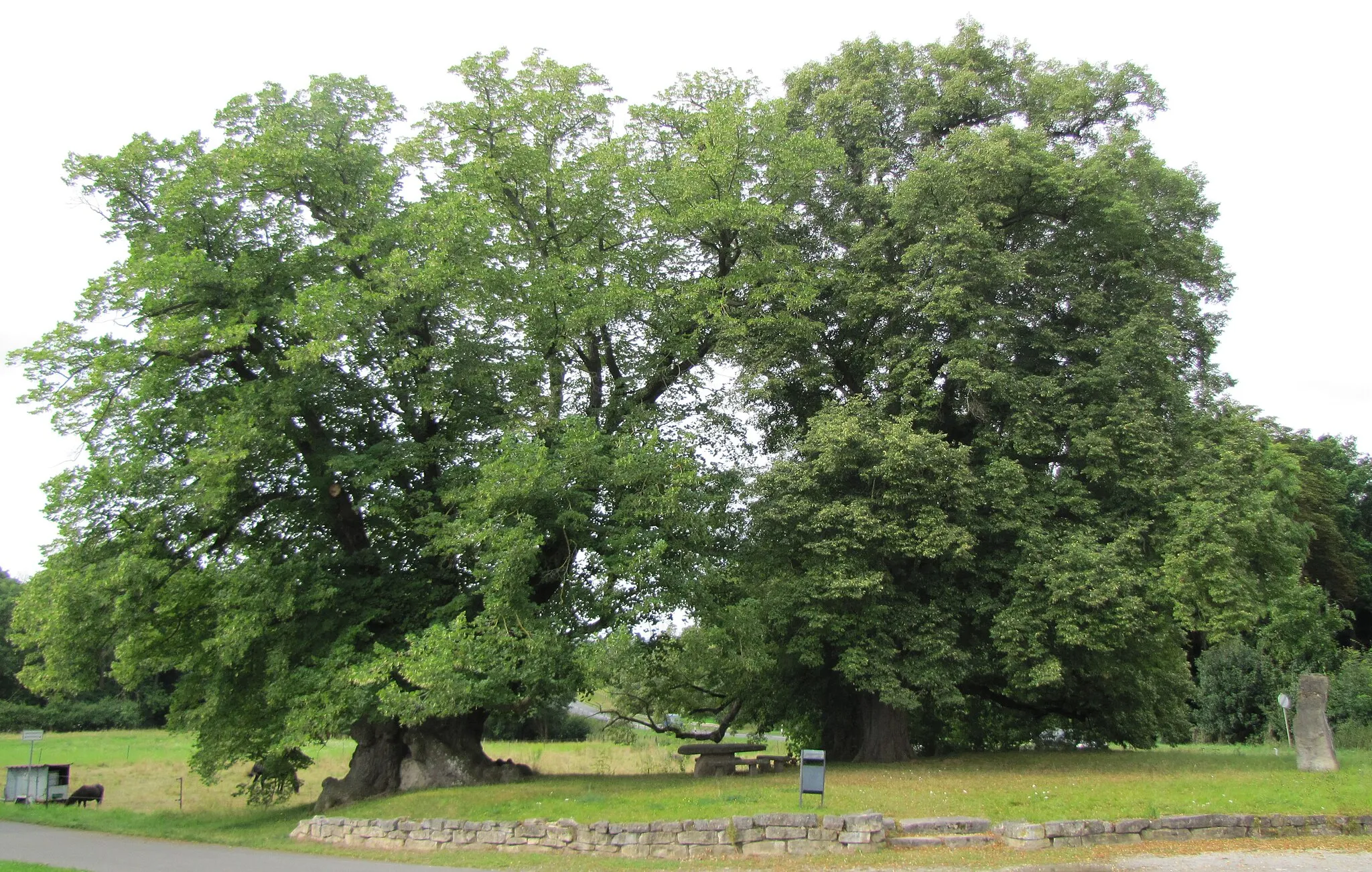 Photo showing: Ehemalige Gerichtsstätte, drei alten Linden und ein steinerner Tisch, Naturdenkmal der Gemeinde Vogtei bei Mühlhausen in Thüringen