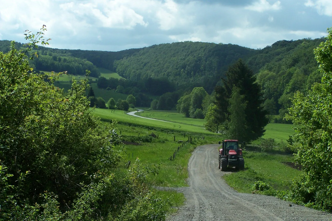 Photo showing: In the Lämpertsbach dell in Hallungen village.