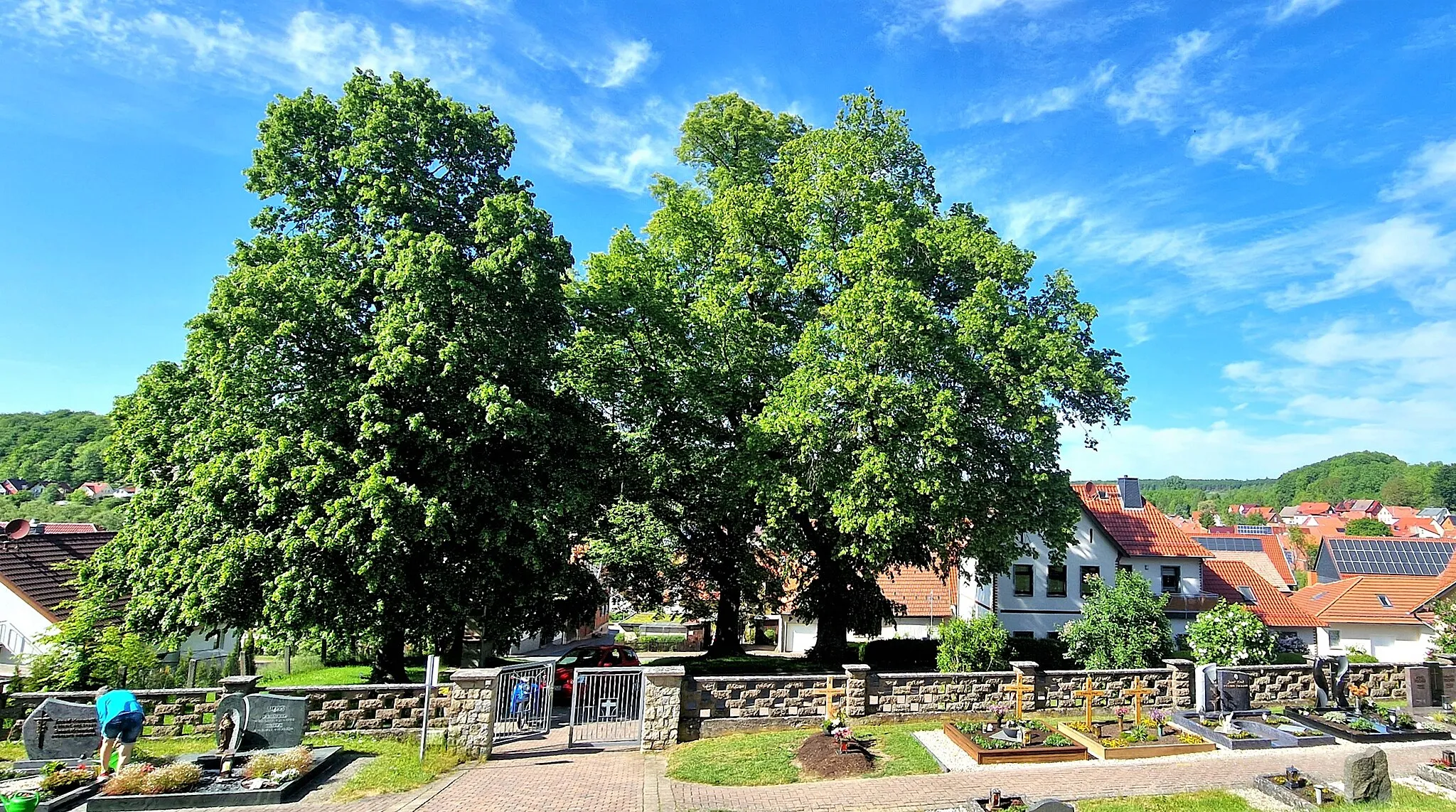 Photo showing: 2 linden trees on the lower Angerberg, Kreuzebra in Eichsfeld, Thuringia
Small-leaved lime (Tilia cordata)