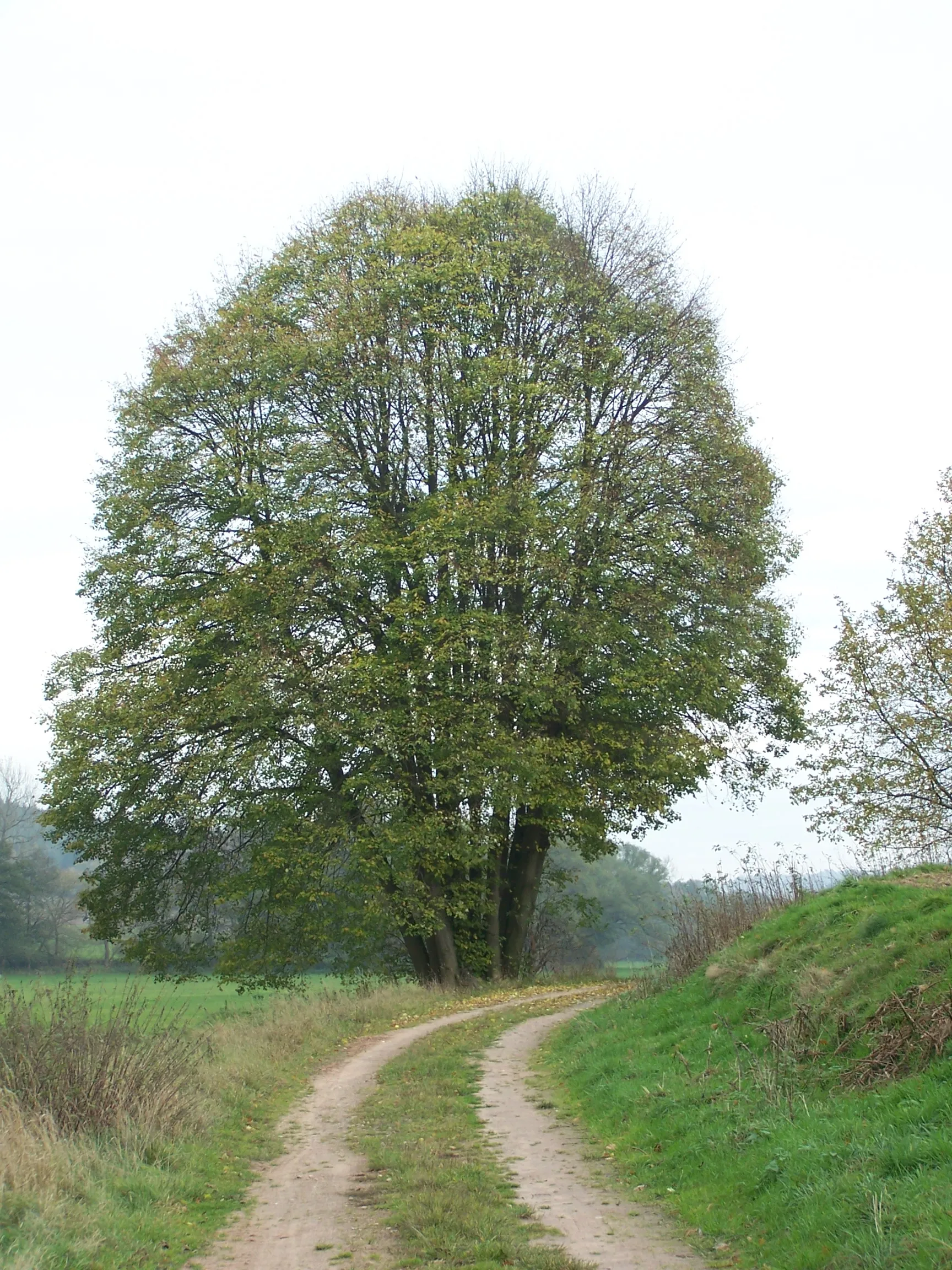 Photo showing: Markante Baumgruppe am linken Elteufer etwa 800 m östlich von Oberellen, durch diesen Abschnitt des Eltetals führt der Thüringer Jakobsweg und der Wanderweg nach Förtha.