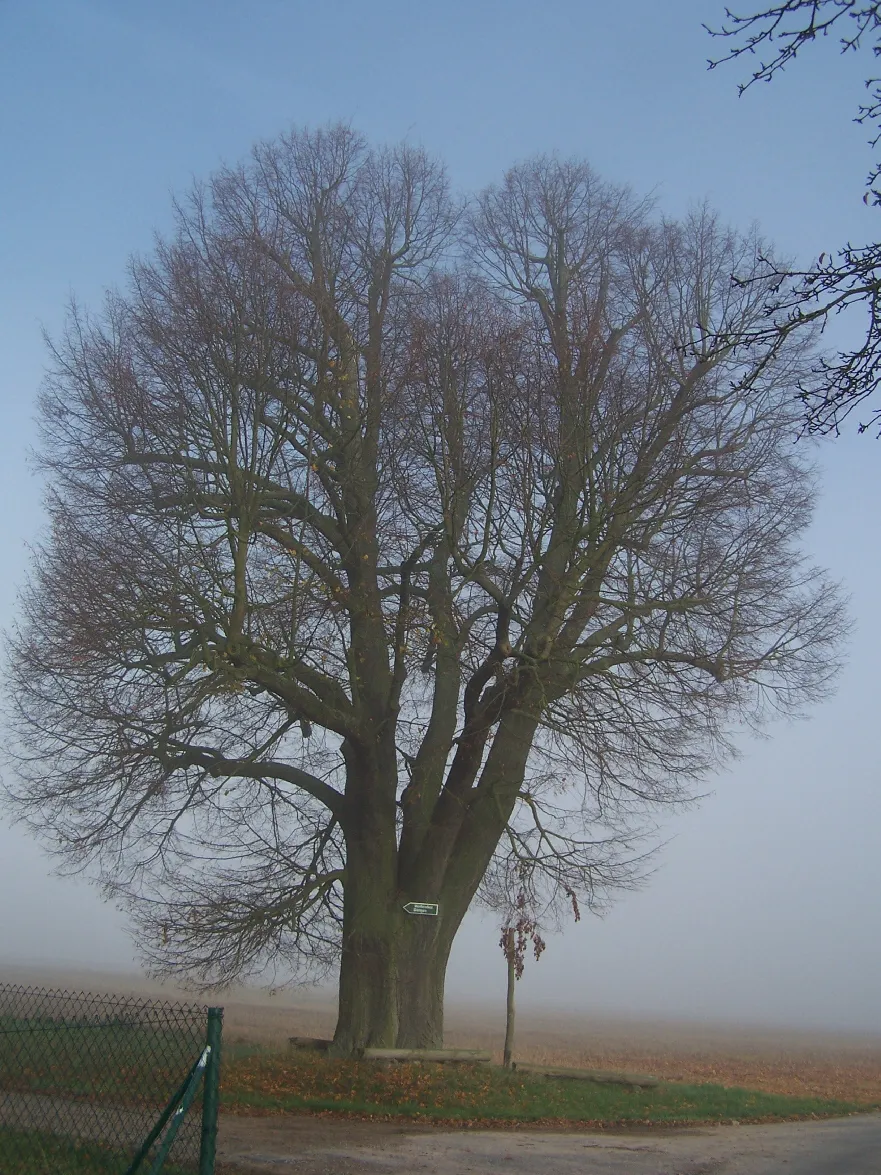 Photo showing: The linden-tree at Hetzeberg.