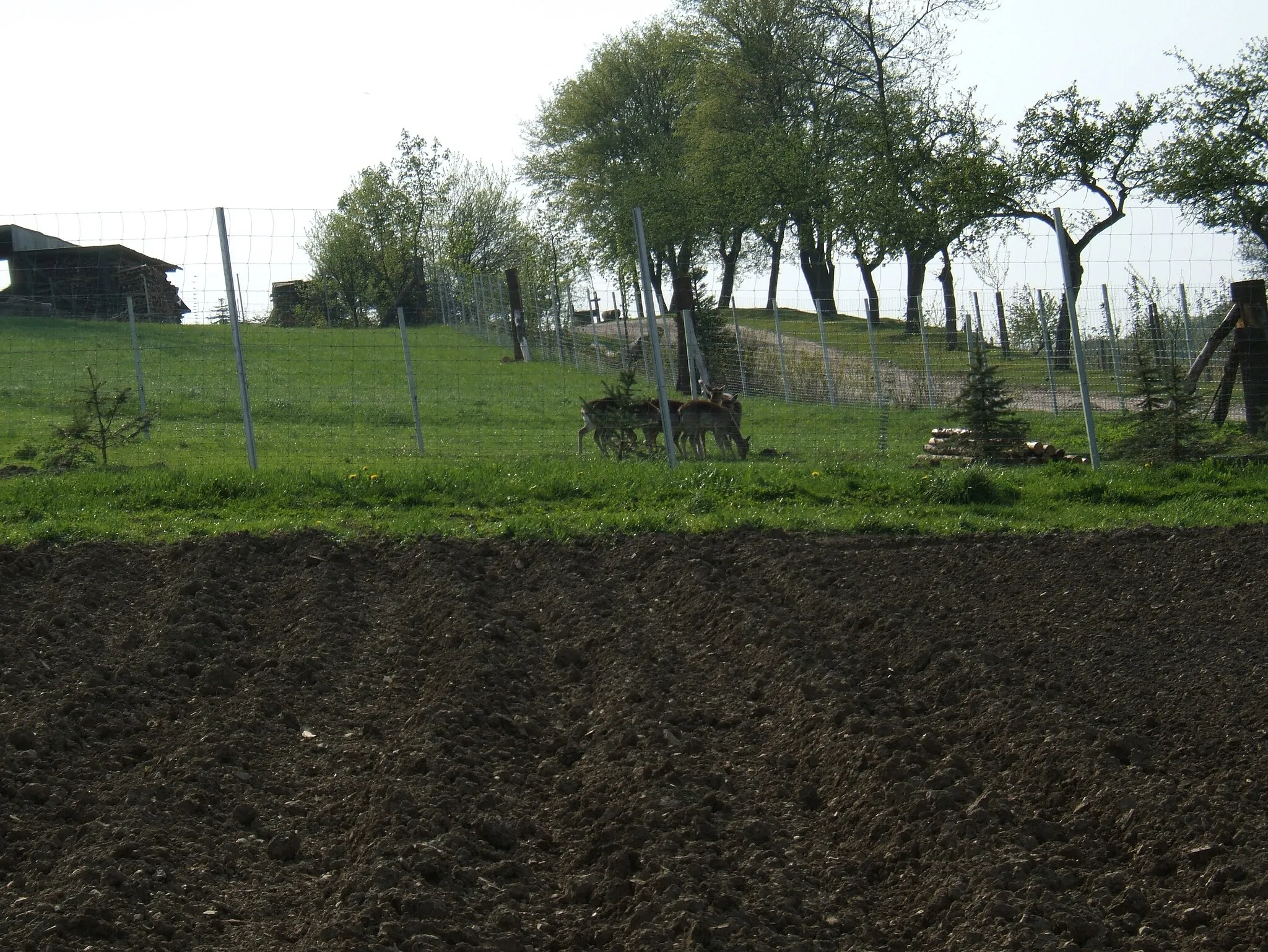 Photo showing: Schierschwende - Rehe - Hackelbergwerg