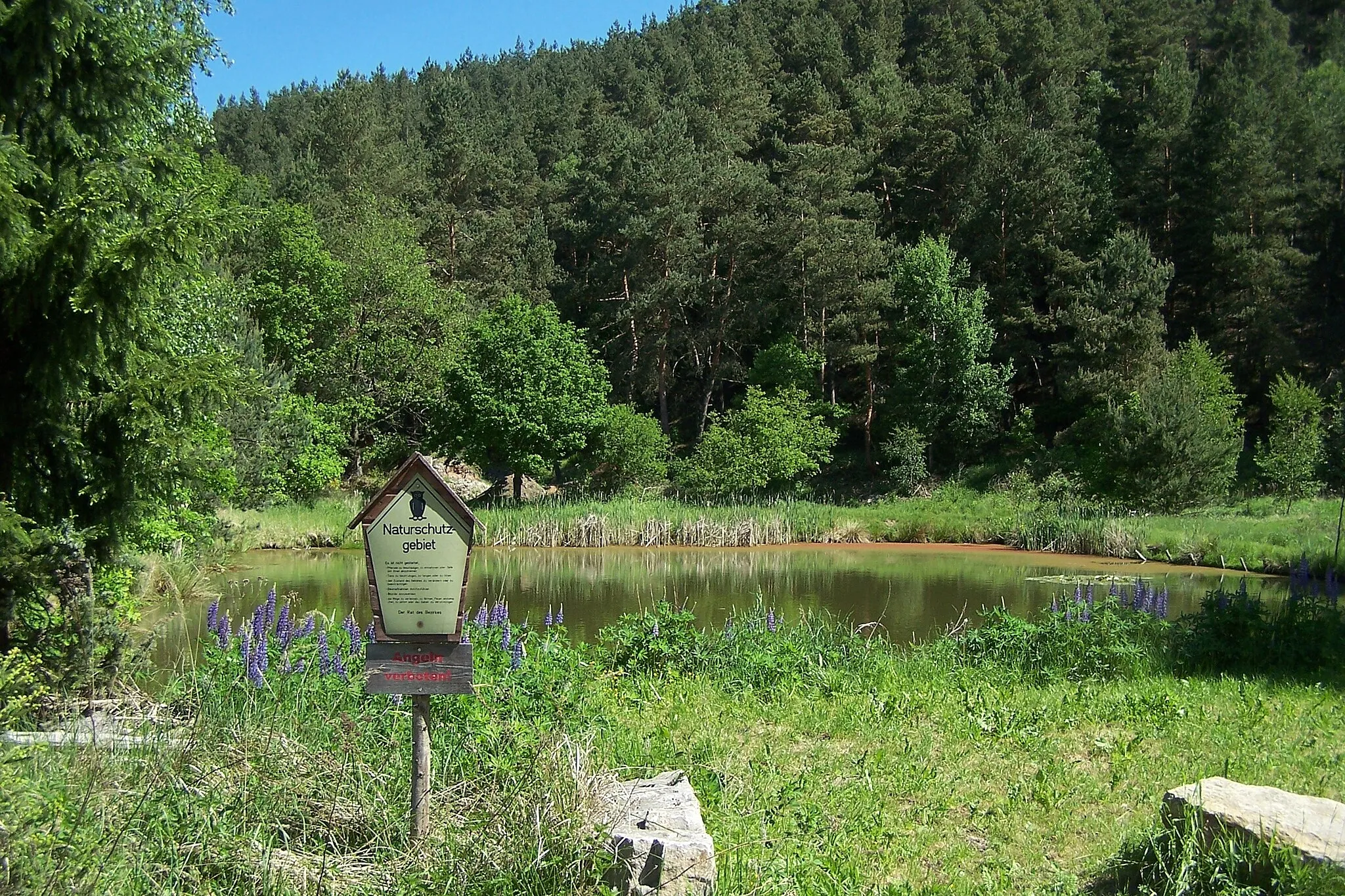 Photo showing: Etwa 500 m nördlich der Ortslage, unmittelbar neben der stark befahrenen Landesstraße (L 1022) wurde ein Teich als Naturschutzgebiet ausgewiesen. Er wird vom Kambach gespeist.